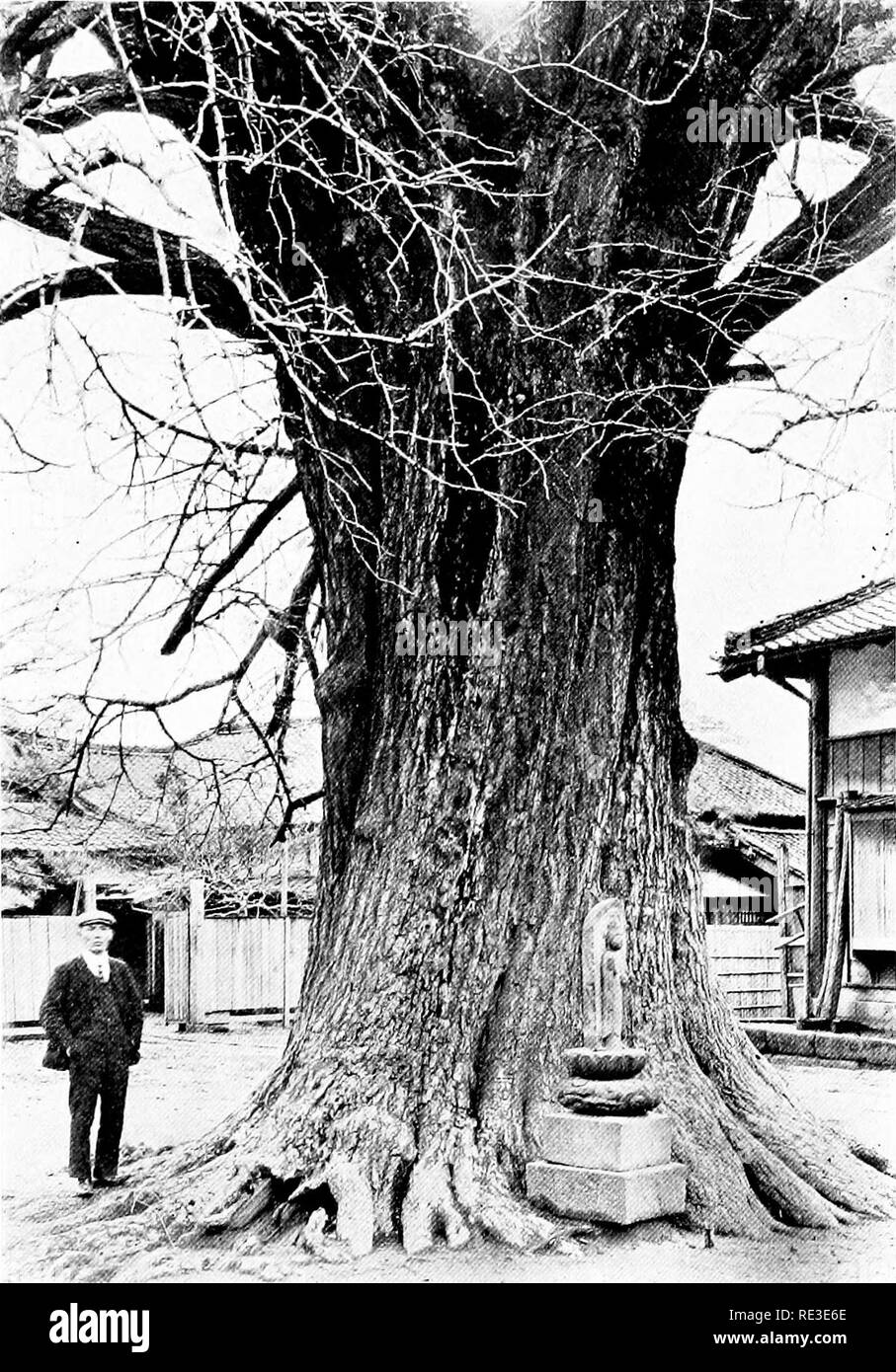 . La romance de nos arbres. Les arbres. Le ginkgo À KOYENGI T E M P L I : LE JAPON, CELA A UNE CIRCONFÉRENCE DE 2,8 m. Et justement l'association religieuse d'expositions de cet arbre, à travers laquelle ALON E IL A ÉTÉ P R E S E R ' E D T H 1 S À L'âge. Veuillez noter que ces images sont extraites de la page numérisée des images qui peuvent avoir été retouchées numériquement pour plus de lisibilité - coloration et l'aspect de ces illustrations ne peut pas parfaitement ressembler à l'œuvre originale.. Wilson, Ernest Henry, 1876-1930. Garden City, New York, Doubleday, Page Banque D'Images