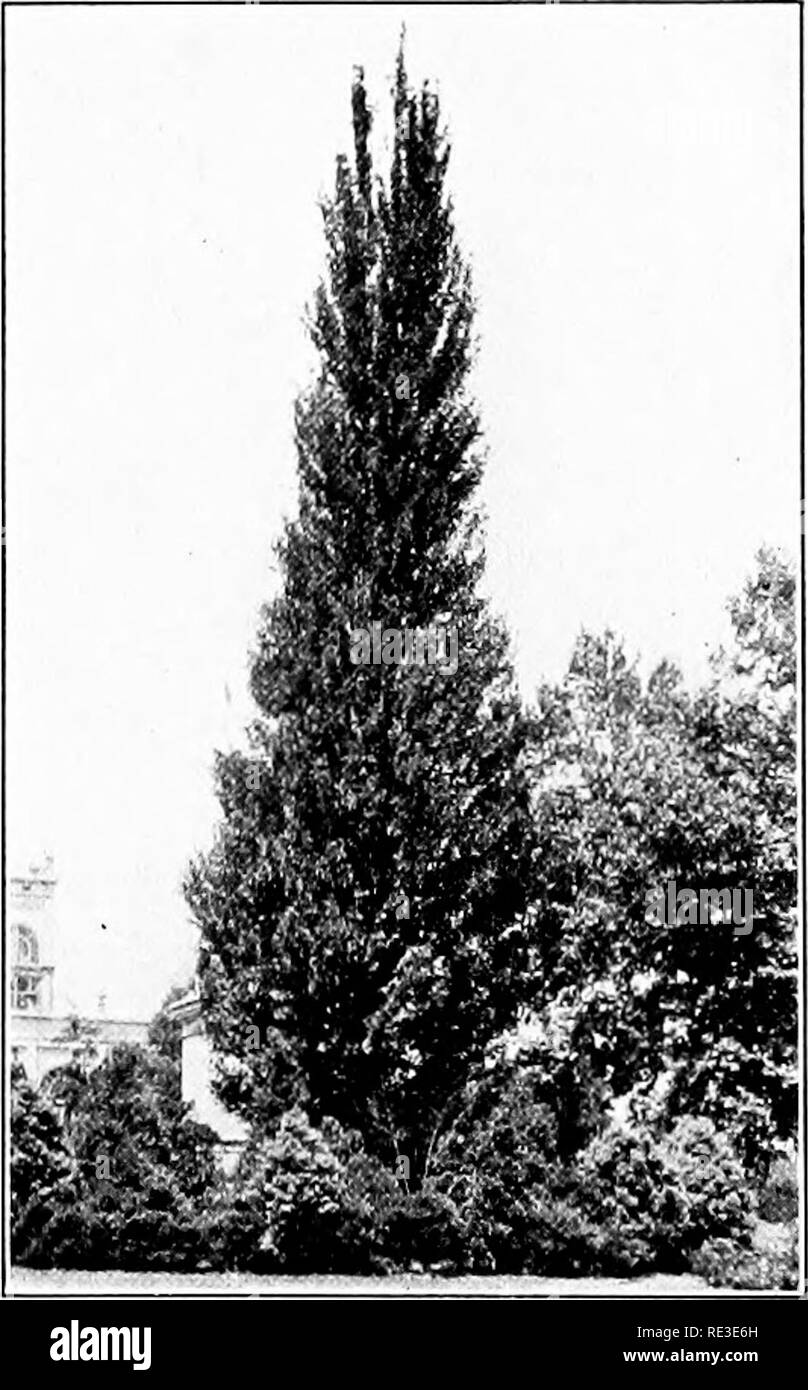 . La romance de nos arbres. Les arbres. Habitude de l'âge mûr (BOSTON PUBLIC GARDENS) DEUX FORMES DU GINKGO. Je IL L'fRir Ttl.ni'E GROWIKC. À hAIRMOL !NI I'AKK, J'H I I A H K 1. R H I A. Veuillez noter que ces images sont extraites de la page numérisée des images qui peuvent avoir été retouchées numériquement pour plus de lisibilité - coloration et l'aspect de ces illustrations ne peut pas parfaitement ressembler à l'œuvre originale.. Wilson, Ernest Henry, 1876-1930. Garden City, New York, Doubleday, Page Banque D'Images