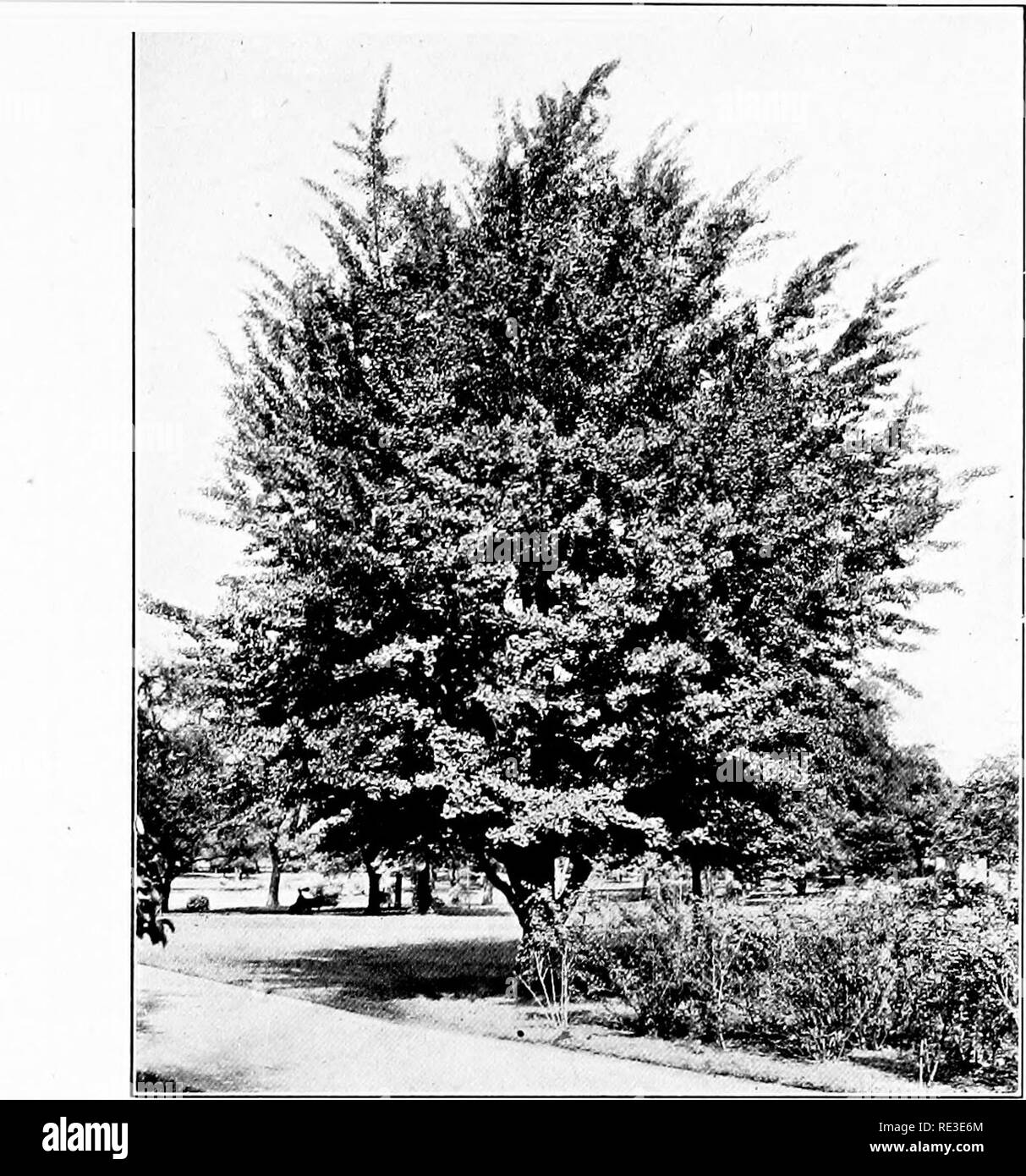 . La romance de nos arbres. Les arbres. Habitude de l'âge mûr (BOSTON PUBLIC GARDENS) DEUX FORMES DU GINKGO. Veuillez noter que ces images sont extraites de la page numérisée des images qui peuvent avoir été retouchées numériquement pour plus de lisibilité - coloration et l'aspect de ces illustrations ne peut pas parfaitement ressembler à l'œuvre originale.. Wilson, Ernest Henry, 1876-1930. Garden City, New York, Doubleday, Page Banque D'Images