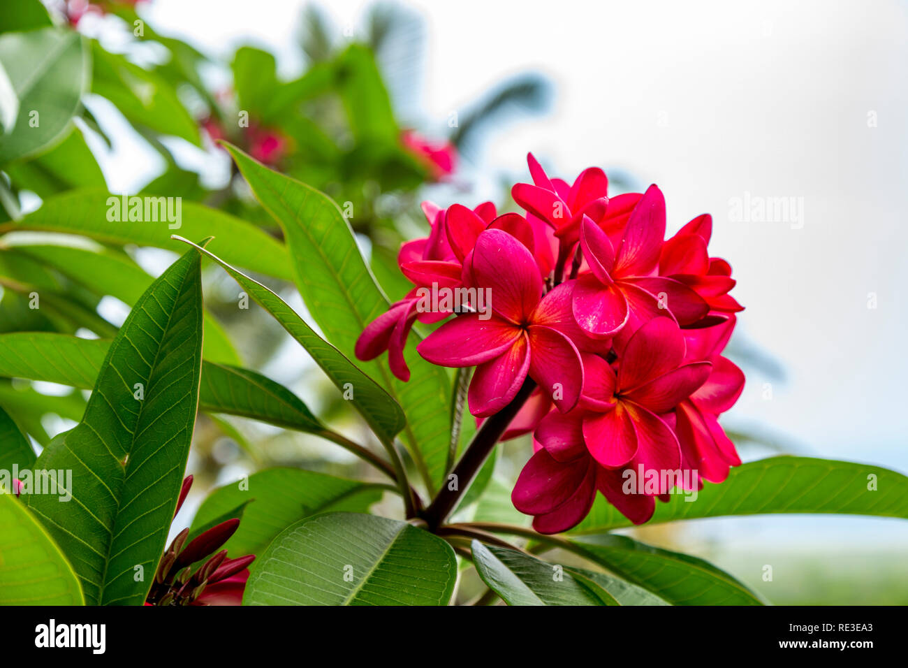 Belles fleurs plumeria dynamique sur la grande île d'Hawaï Banque D'Images