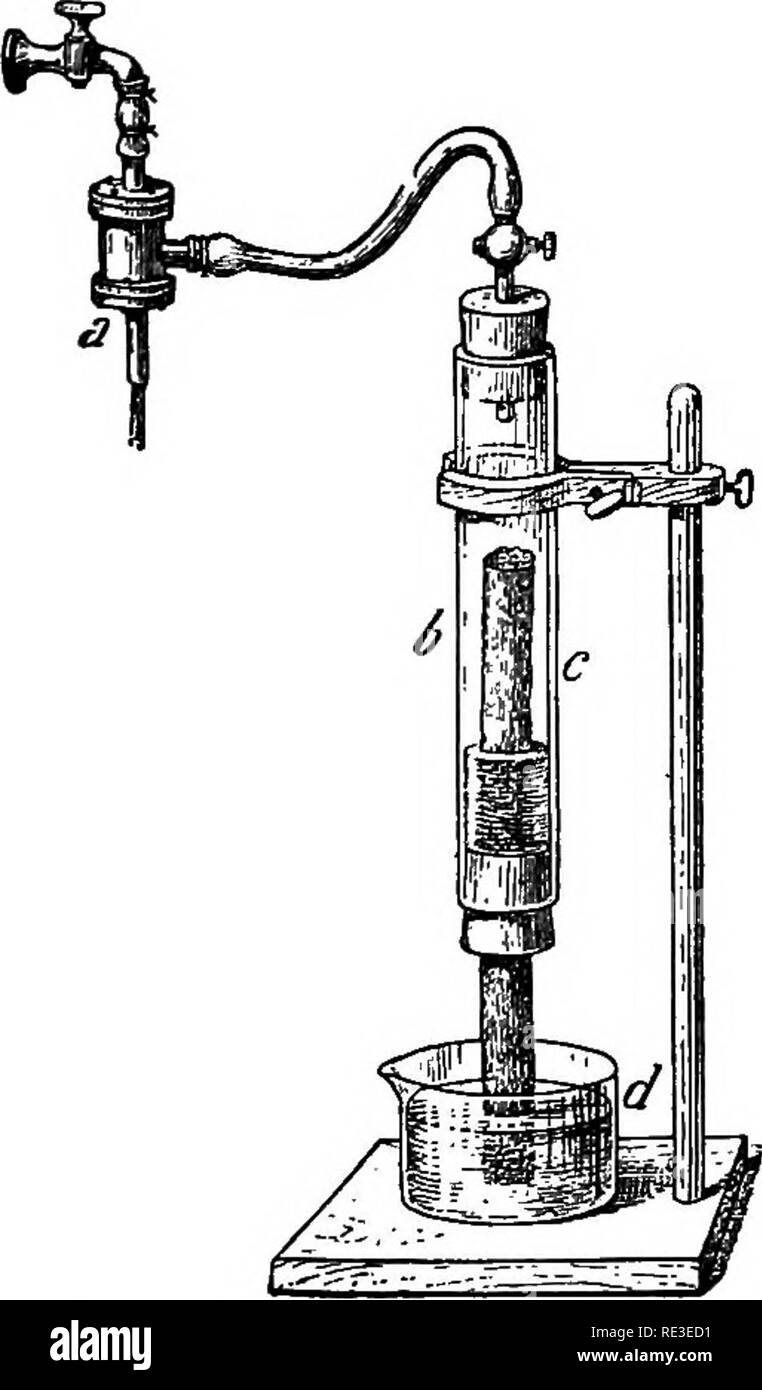 . Texte pratique-livre de physiologie végétale. Physiologie végétale. Bois de perméabilité à l'air 195 maintenant couper quelques centimètres de chaque extrémité et fixer la fin de la branche supérieure à l'origine d'un tube de verre de 6 cm de longueur au moyen d'une section de tube de pression (caoutchouc). Connectez maintenant le tube de verre avec une pompe à air, ou pompe à filtre, et plonger l'extrémité inférieure de la brindille dans une solution de perchlorure de trichlorure de. Cela peut être fait par l'ajout de 3 parties d'eau pour 1 de la préparation officinale de liquid ferri- oxychl orati, qui peuvent être achetés de pharmaciens. L'air d'échappement à partir de l'extrémité supérieure de la direction générale. Je Banque D'Images