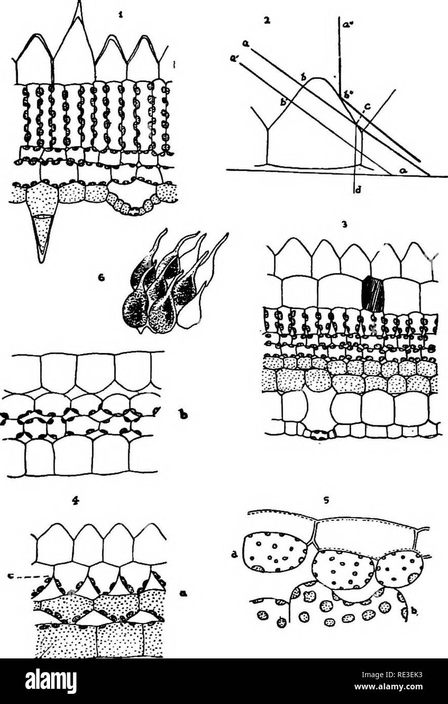 . Texte pratique-livre de physiologie végétale. Physiologie végétale. Colorants DANS LES FEUILLES 125 191. La coloration rouge et d'autres chapeliers en feuilles. Couper des sections de feuilles rouges de Achyranthes, ou Coléus et note le caractère et l'emplacement de colorant rouge dans les feuilles. La présence de ces substances implique que seule une partie du spectre est transmis vers les chloroplastes en dessous.. Fig. 63. I. La section transversale d'une feuille veloutée de Eranthemum cooperi. Les cellules de l'épiderme de la face supérieure sont meublées avec les extensions pour emprisonner papilleuse du soleil. Les extrémités de certaines cel Banque D'Images