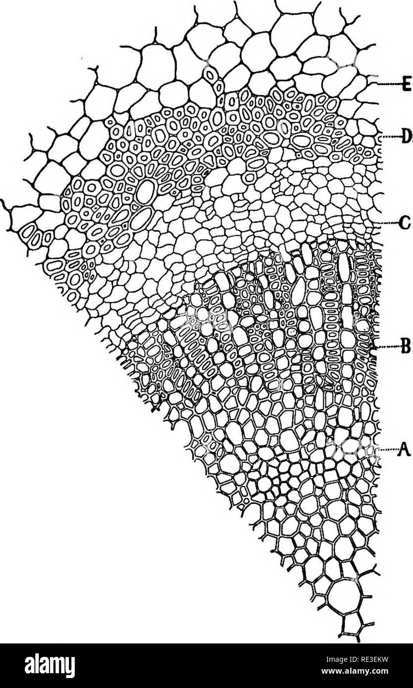 . Texte pratique-livre de physiologie végétale. Physiologie végétale. n6 •DES PLANTES À LA LUMIÈRE DES RELATIONS AVEC LES organes de la tirer. Faire un plan montrant la position relative des tiges et branches. 176. Etiolation de plantes avec et sans tiges aériennes. Se- cure spécimens sains normaux de rhizomes de Viola obliqua, qui n'envoie que des feuilles et des fleurs au-dessus de la surface du sol.. FlG. 53. Section transversale de partie de souches étiolés de jeunes Quercus. Un toxylem, pro-. B, partie médiane de bois mince-anneau, dans lequel les rayons médullaires sont plus grandes que dans la normale. C, cambiform les tissus. D, bast, montrant gréa Banque D'Images