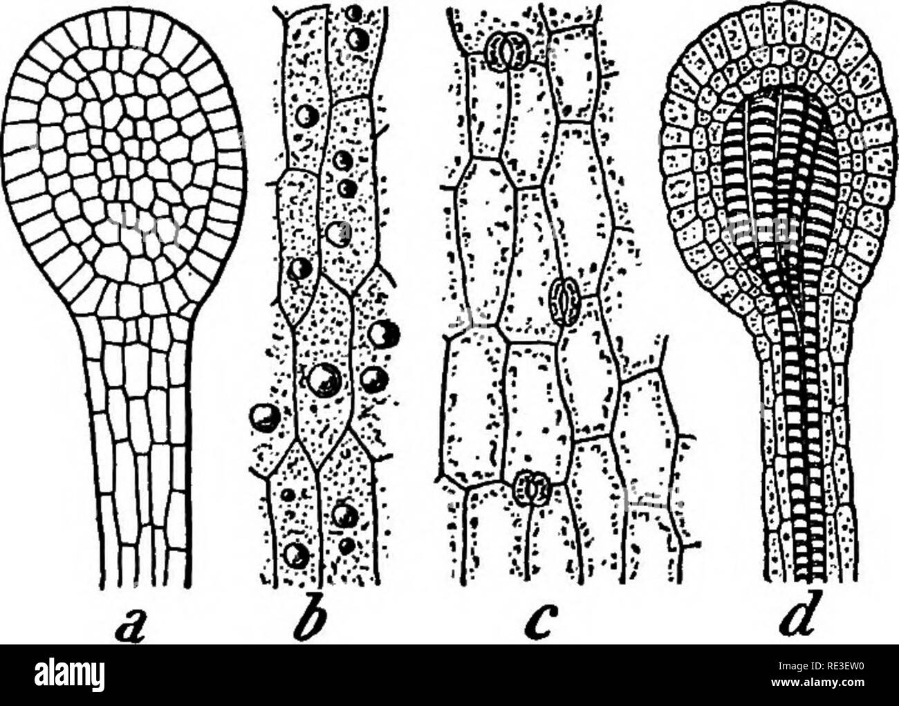 . Texte pratique-livre de physiologie végétale. Physiologie végétale. Fig. 13. Feuille de Drosera. u Vue de surface, de tentacle, b, cellules de parenchyme, e, les cellules épidermiques de la base du pédoncule, montrant les stomates. d, section de tentacle. ( Provenant des matériaux. Après l'BeUung.) en le maintenant solidement, divisez-le et placez-le autour de la racine, la fixation des moitiés à l'aide de broches conduit par eux. Le liège peut maintenant être épinglé sur le bouchon. Verser quelques cc. d'eau dans la bouteille, et le placer dans une chambre à 160 C. couper des carrés de carton ou de papier 1,5 par 1,5 mm. et les fixer sur la pente de l'apex de la racine de la moitié des Banque D'Images