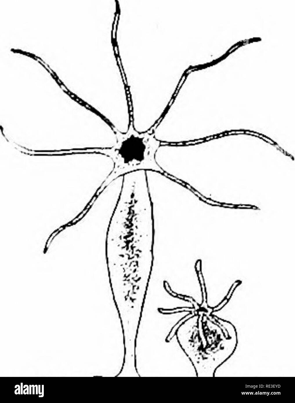 . Les variétés de poissons rouges et les poissons d'aquarium tropicaux ; un guide complet pour aquariums et des sujets connexes. Les aquariums ; poissons rouges. TEOPICAL AQUAEIUM 161 poissons Water Strider (Hydrometridcc). Un autre des insectes aquatiques prédateurs est le Water Strider. Tout à fait aussi connu que le coléoptère Whirligig, il adopte à peu près les mêmes méthodes de fixation sa proie, dardant Fig. 111. W.TER Strider (Life size) sur la surface de l'eau, l'attente pour le flux de faire tomber certains insectes impuissante victime qui a passé par dessus bord. Ils sont susceptibles d'accrocher les jeunes poissons qui viennent à la surface. Les acariens (Hydrach Banque D'Images