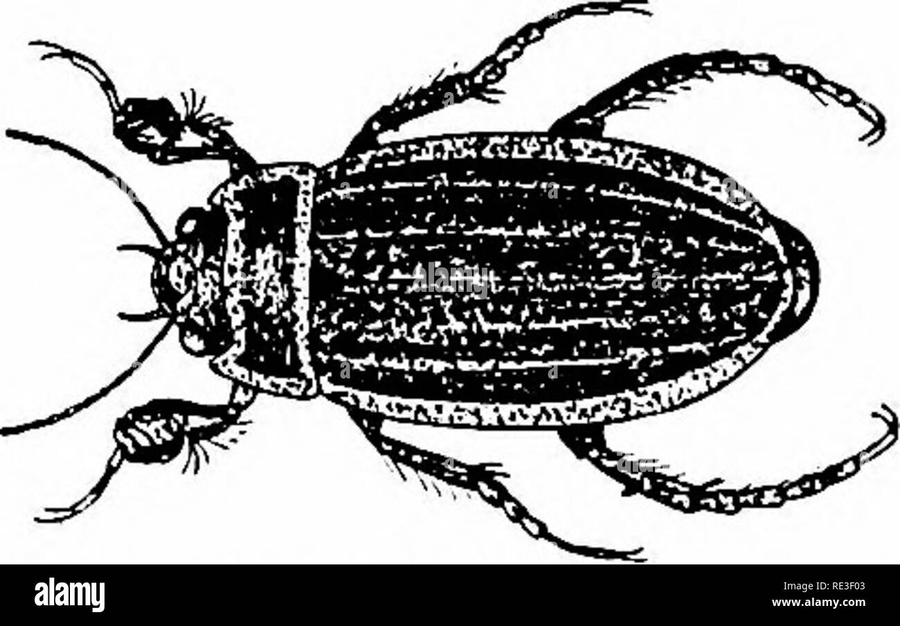 . Les variétés de poissons rouges et les poissons d'aquarium tropicaux ; un guide complet pour aquariums et des sujets connexes. Les aquariums ; poissons rouges. Poissons rouges 158 VAEIETIES AISTD faire un saut très brusque vers une victime. Le "masque" de la Figure 102 lorsqu'il n'est pas utilisé est plié avant et sous la tête. Dragon Fly larves sont carnivores strictement à toutes les époques et s'attaquent à toute créature pond son propre format raisonnablement proche. Si donné assez de temps une seule personne va détruire toute une éclosion de poissons de plus en plus, par ce qu'il se nourrit de façon à être capable de dévorer les autres poissons qui sont de plus en plus grande Banque D'Images