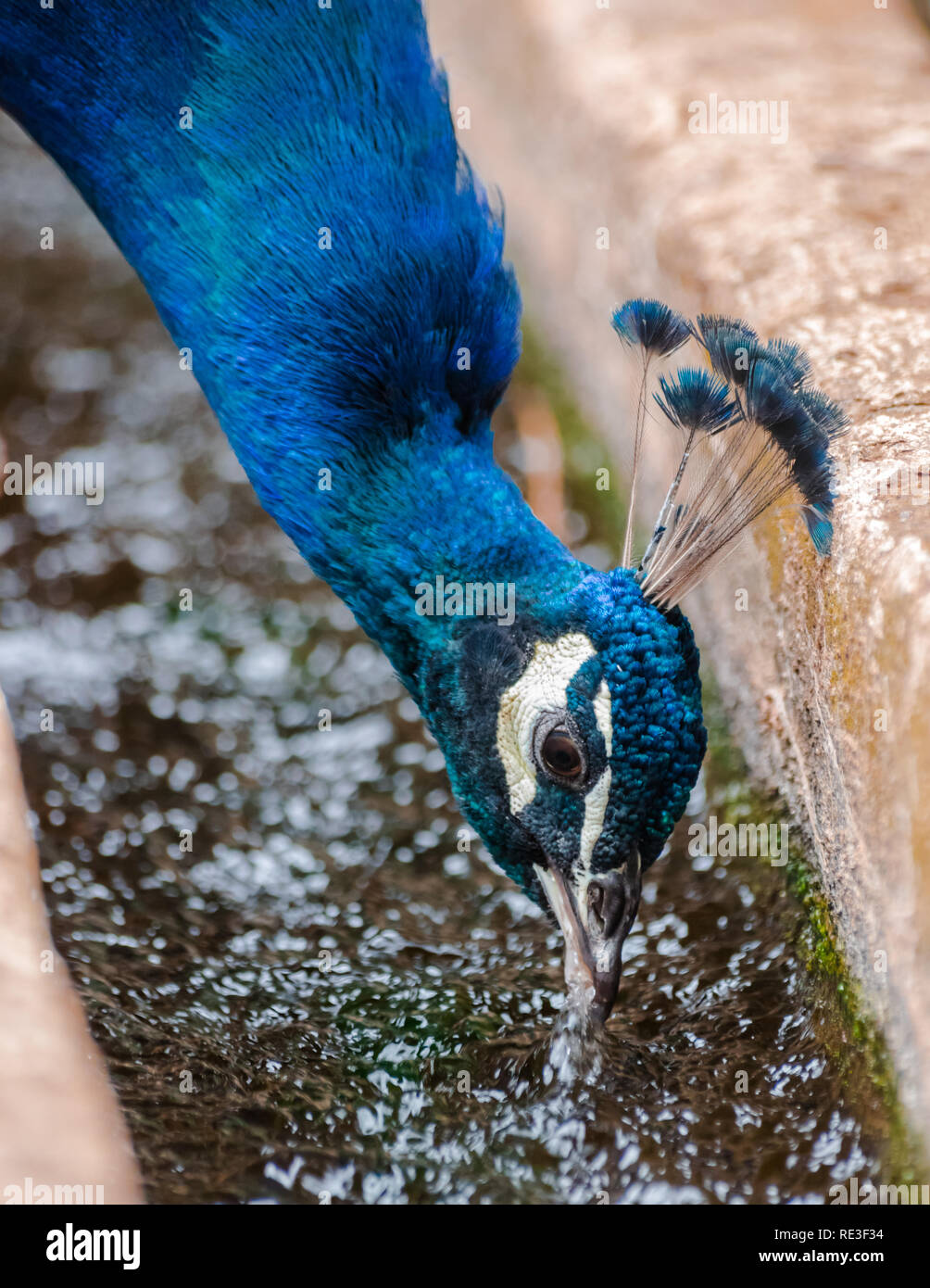Pavo cristatus (paons indiens) Eau potable Banque D'Images