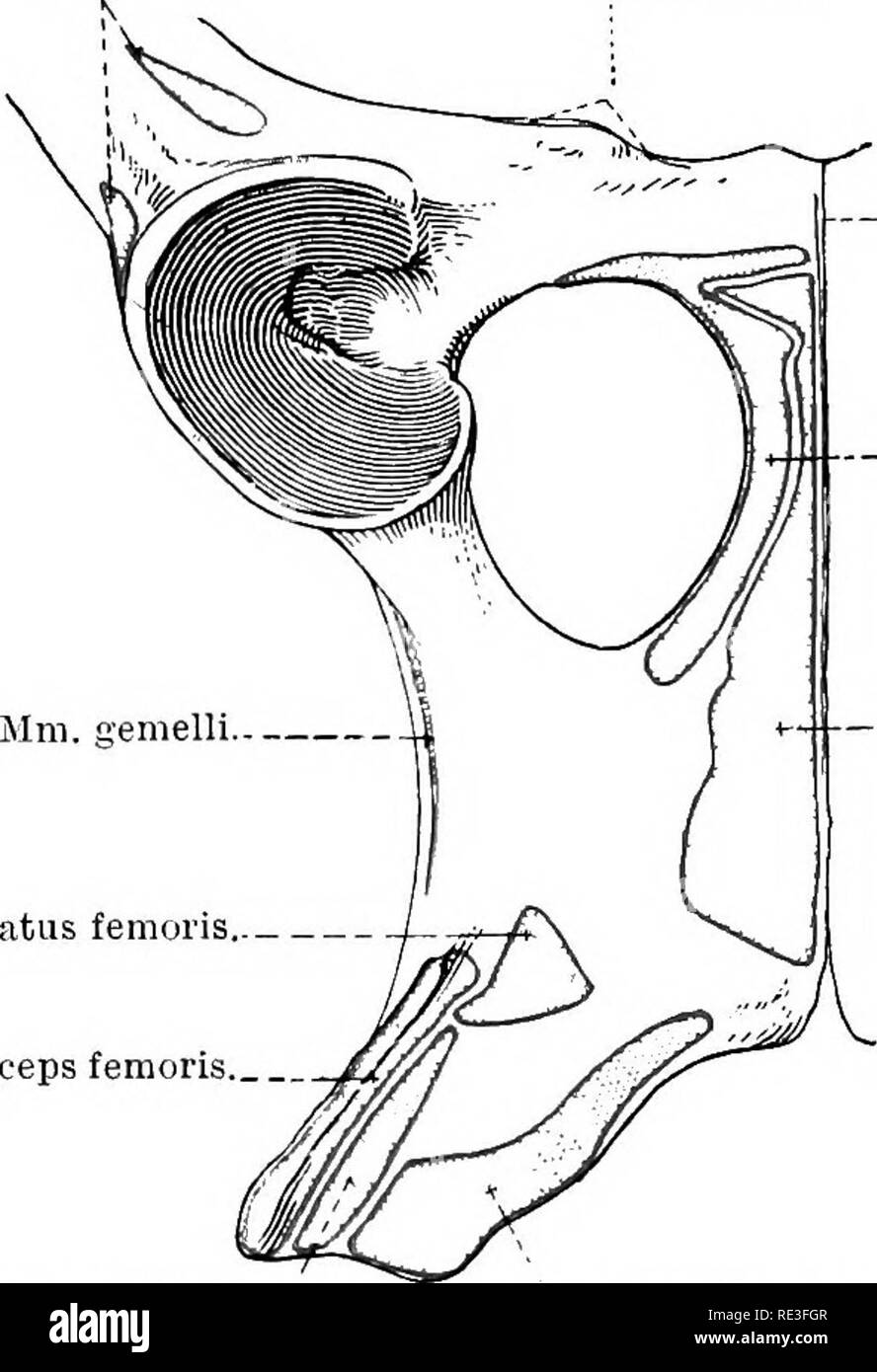 . L'anatomie topographique des membres du cheval. Les chevaux, la physiologie. Les MEMBRES DE LA HOESE 105 fibres grossières du muscle couvrir le trou, et sont insérés dans la bursite du trochanter fossa. M. ILIO-PSOAS.-l'insertion de l'ilio-psoasi muscle dans le petit trochanter jusqu'du fémur est maintenant exposée. Ses composants (m. psoas major et m'iliacus.), et leurs origines, sera examiné dans la section de l'abdomen et du bassin. N. OBTURATOMUS.-deux branches du nerf obturateur obturateur externe percer le muscle. La direction générale fournit aux nerfs crâniens le M. rectus femoris. il. pectine Banque D'Images