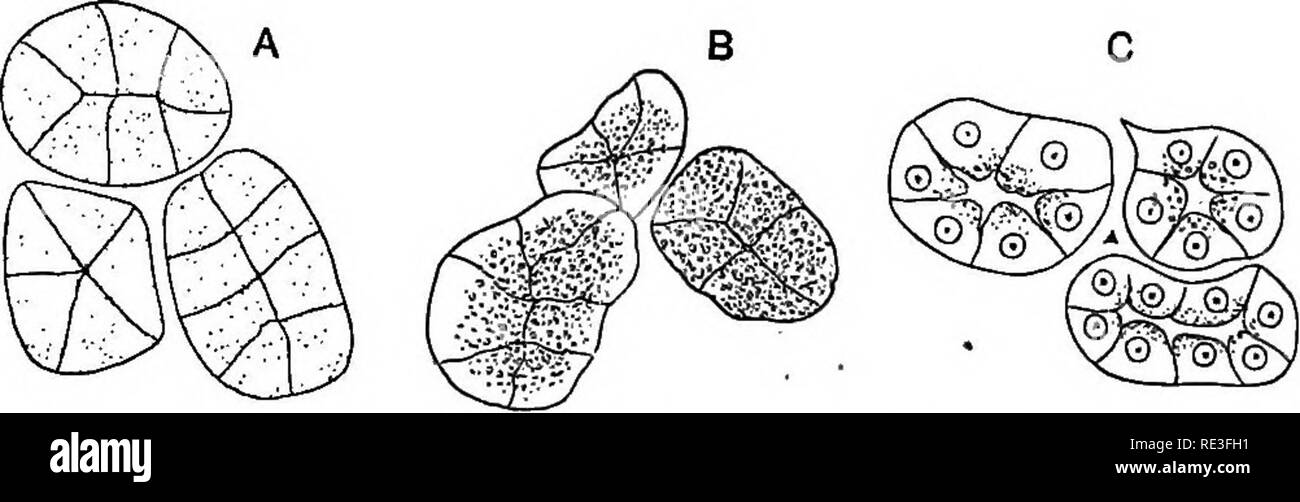 . Un texte-livre de physiologie animale, avec des chapitres d'introduction sur la biologie générale et un traitement complet de la reproduction ... La Physiologie, comparatif. 328 physiologie animale. Il semble clair qu'une série de changements constructifs et, d'un point de vue, destructrice, à la suite de l'ex sont con-. FiG. 279.-Changements ui (parotide) au cours de la sécrétion de la glande séreuse (après Langley). A, pendant le repos ; B, après avoir modéré, C, après une stimulation prolongée. En partie les chiffres constamment. diagrammatique passe dans les glandes de l'appareil digestif. Proto- plasma germinatif Amadou influence nerveuse crée une certaine substance, qui Banque D'Images