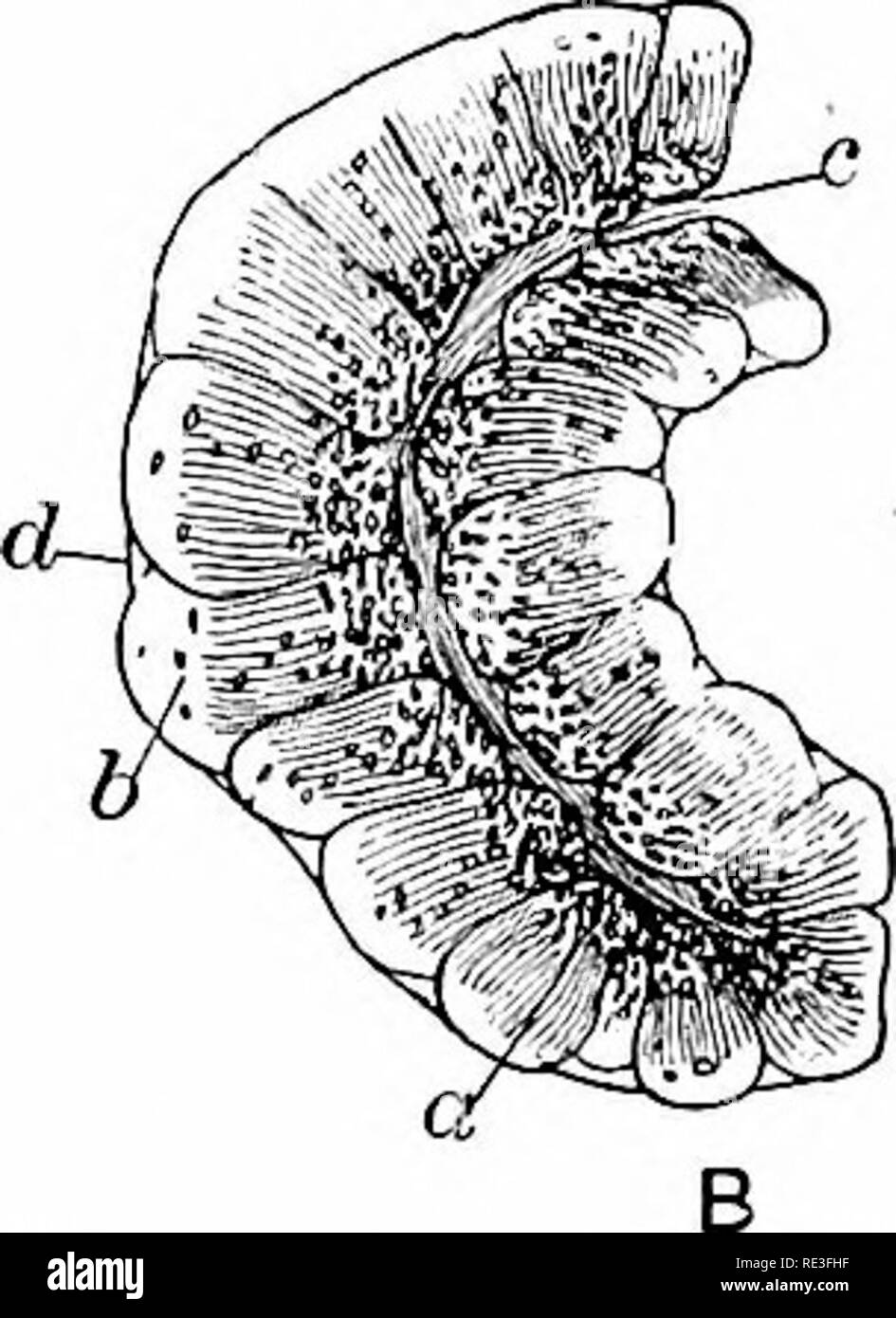. Un texte-livre de physiologie animale, avec des chapitres d'introduction sur la biologie générale et un traitement complet de la reproduction ... La Physiologie, comparatif. Fig. 277.-partie de pancréas de lapin (après Kiihne et Lea). Représente un gland au repos ; b. au cours de la sécrétion, qui peut être classé parmi les plus grands triomphes de la physiologie moderne.. Veuillez noter que ces images sont extraites de la page numérisée des images qui peuvent avoir été retouchées numériquement pour plus de lisibilité - coloration et l'aspect de ces illustrations ne peut pas parfaitement ressembler à l'œuvre originale.. Mills, Wesley, 1847-1915. New York, D. Appleton Banque D'Images