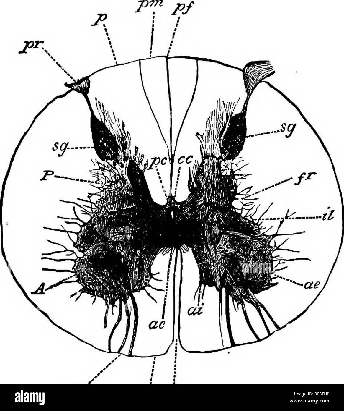 . La physiologie des animaux domestiques ... La physiologie, l'étude comparative ; physiologie vétérinaire. Les FONCTIONS DE LA MOELLE COED. 787 entre les origines de la partie antérieure et postérieure des racines nerveuses sont trouvés les colonnes latérales, tandis que la partie postérieure de colonnes sont trouvés entre l'origine du nerf postérieur-racines et de la partie postérieure de la fissure, qui est plus profonde que la partie antérieure, l'extension complètement pour la matière grise et le remplir par une couche intérieure de pie-mère (cochon. 332). Dans certaines régions de l'alimentation chaque colonne postérieure peut être subdi- visée en une partie intérieure couché à côté de la fissure, le poslero-media Banque D'Images