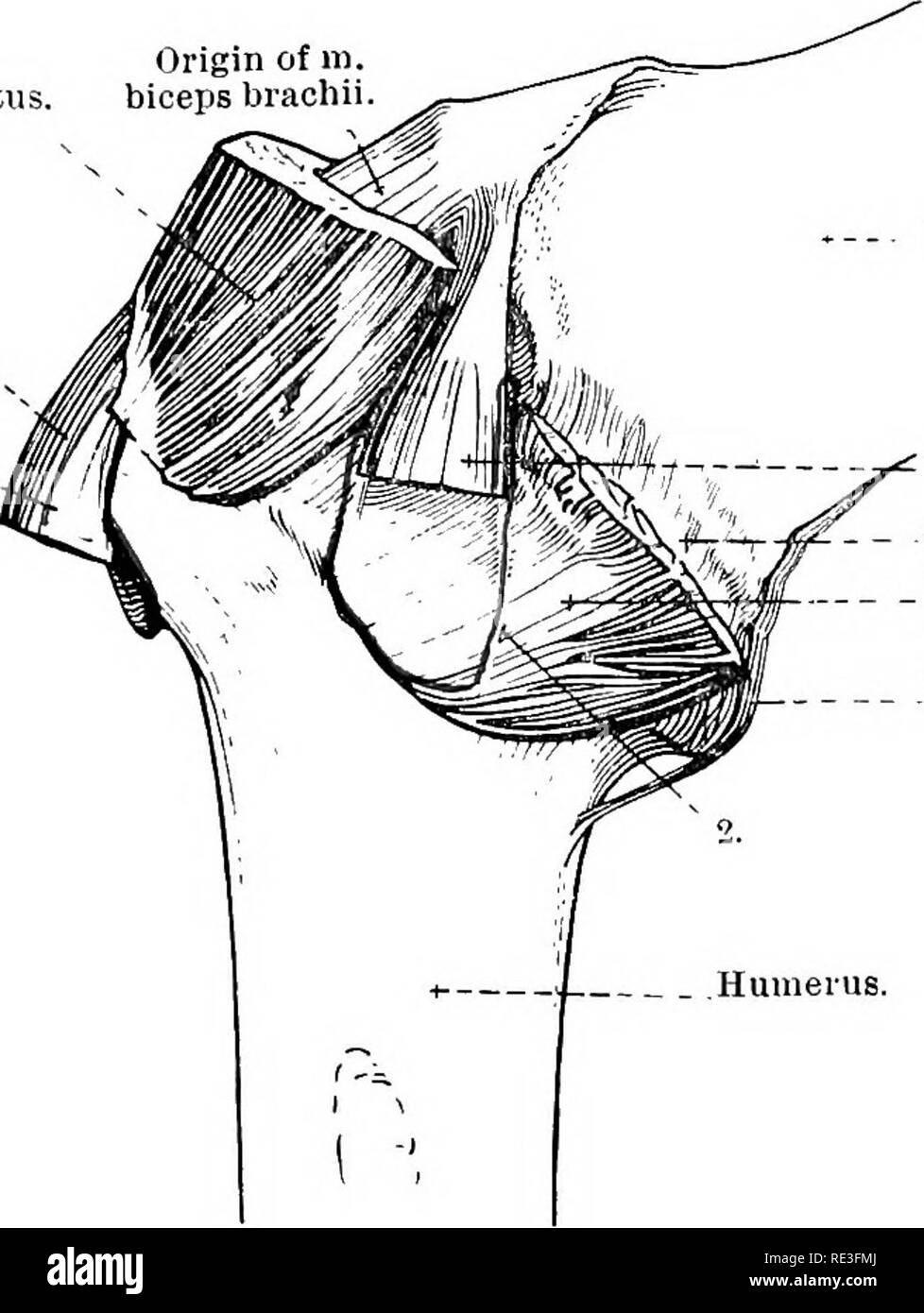 . L'anatomie topographique des membres du cheval. Les chevaux, la physiologie. Anatomie topographique 68 OP La nécessité pour de nombreux et puissants ligaments dans le cadre de l'articulation est évité par la présence des nombreux muscles puissants qui entourent l'articulation et tiennent les os à leur place. Comme il a été mentionné précédemment, les insertions d'épaisseur du sous-scapulaire et sous-épineux muscles agissent comme fonctionnellement ligaments collatéraux ; alors que la fosse supra-épineuse, biceps, triceps et osseuses ont des pièces jointes à une courte distance de l'articulation. Un autre facteur en conservant les os dans l'app Banque D'Images