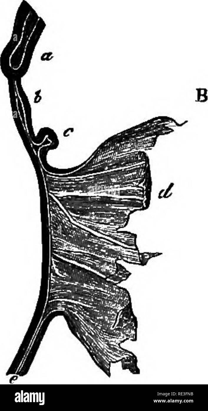 . Un texte-livre de physiologie animale, avec des chapitres d'introduction sur la biologie générale et un traitement complet de la reproduction ... La Physiologie, comparatif. Fib. 249.-canal alimentaire alors que l'embryon de l'intestin moyen rudimentaire est toujours en eontinui^ avec yelk-sac (Kolliker, après Bischoff). A. Vue d'avant, a, plaques pharyngiennes ; 6, du pharynx ; c, c, diverticules formant le^ lun ; d, l'estomac ; /, aiverticula de foie ; £f, membrane déchirée de yelk-sac ; h, Hind-gut. B. section longitudinale, un diverticule, d'un poumon ; b, l'estomac ; c, le foie ; d, yelk-sac. été apportés par les organismes chimiques. Que la nourriture est br Banque D'Images