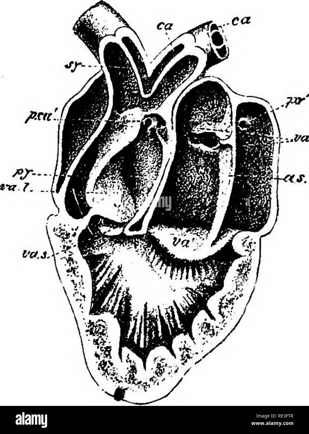 . Un texte-livre de physiologie animale, avec des chapitres d'introduction sur la biologie générale et un traitement complet de la reproduction ... La Physiologie, comparatif. La circulation du sang. 257 comme un exemple de l'influence de vannes et de sang-presse- ure sur la distribution du sang nous pouvons prendre le cas de la tortue, dans lequel le sujet a été le plus étudié avec soin.. Veuillez noter que ces images sont extraites de la page numérisée des images qui peuvent avoir été retouchées numériquement pour plus de lisibilité - coloration et l'aspect de ces illustrations ne peut pas parfaitement ressembler à l'œuvre originale.. Mills, W Banque D'Images