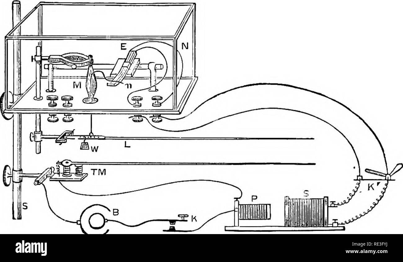 . La physiologie des animaux domestiques ... La physiologie, l'étude comparative ; physiologie vétérinaire. Fig. 275.-l'Nerve-Muscle la préparation. (Stirling.) F, tiers inférieur du fémur ; S, nerf sciatique ; je, le tendon du muscle gastrocnémien. le gastrocnémien de la grenouille. Divers organes ont été conçues pour représenter graphiquement les résultats de la contraction musculaire. La méthode la plus simple est d'appuyer le genou de la jambe d'une grenouille dans un collier, reliant le tendon du muscle gastrocnémien par. Fig. 276.-Arrangement d'appareils dans la conduite d'expériences sur les nerfs et des muscles. (Stirling.) B, galvanique batt Banque D'Images