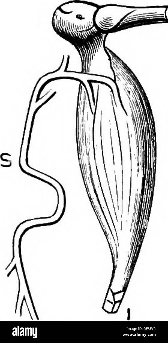 . La physiologie des animaux domestiques ... La physiologie, l'étude comparative ; physiologie vétérinaire. Physiologie du Mouvement. 711 Lorsqu'un seul choc induction est autorisé à passer par le nerf moteur d'un muscle, le muscle donne dès lors une seule contraction. Les phénomènes d'une telle contraction musculaire peut être mieux étudié sur 5&gt;F. Fig. 275.-l'Nerve-Muscle la préparation. (Stirling.) F, tiers inférieur du fémur ; S, nerf sciatique ; je, le tendon du muscle gastrocnémien. le gastrocnémien de la grenouille. Divers organes ont été conçues pour représenter graphiquement les résultats de l'action musculaire cont Banque D'Images