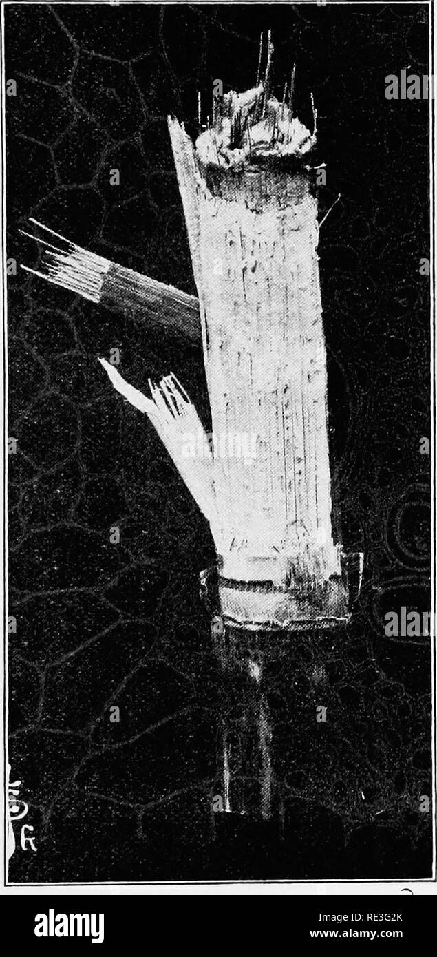 . De plus en plus ; le maïs, de juger, de reproduction, d'alimentation, le marketing ; pour l'agriculteur, étudiant et enseignant de l'agriculture, un manuel pour l'enseignement agricole et des shcools. Le maïs. GR()'TH DE TIGES 43 l'humidité de l'intérieur. C'est lisse, afl'adr pas de place pour le dépôt des spores de charbon. Les insectes des difficultés à l'insertion de leur bouche Sucer dans ces parties. (2) Le mur de Woody, qui est vraiment une couche composée d'une union étroite d'un grand nombre de fibro-faisceaux vasculaires. Dans les petits grains et herbes, ce mur woody est la seule structure d'appui dans la tige. À partir de chaque noeud, où une feuille gro Banque D'Images