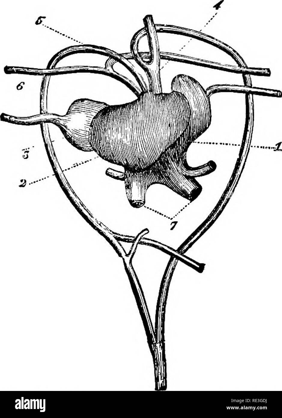 . La physiologie des animaux domestiques ... La physiologie, l'étude comparative ; physiologie vétérinaire. Fig. 185.-Appareil circulatoire dans le poisson. (Owen.) Un bulbna, artériel ; B. artères branchiales ; b, veines branchiales ; H, ventricule ; h, pavillon ; L L. veine porte ; V V. vena cardinalis ; t&gt ;* les veines jugulaires ; je, en- testine ; A', à l'aorte ; K, rein. La figure du bas montre un diagramme d'une grande arche branchiale, les lettres étant le même que ci-dessus, être en cours de la cavité branchiale.. Fig. 186.-Coeur de tortue. B&amp;clard.) L'oreillette droite, ventricule unique ; 2 ; 3 ; 4 gauche, pavillon de l'aorte ; 5. droit, gauche ao Banque D'Images