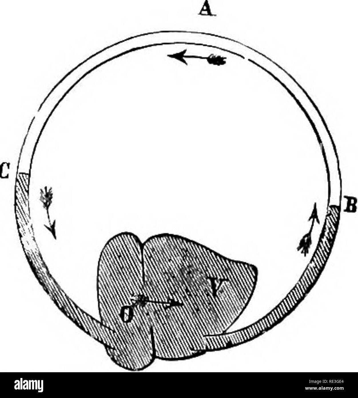 . La physiologie des animaux domestiques ... La physiologie, l'étude comparative ; physiologie vétérinaire. Physiologie 494 OP LES ANIMAUX DOMESTIQUES.. Fig. 182.- Schéma de la circulation dans le poisson. (Beclard.), une artère aorte dorsale, ou ; C, sys- organes temic ; o, V ; oreillette, ventricule, branchiaa ; J3. Le malade, l'amphioxus vertébrés, la plus basse forme de poisson, a un système de vaisseaux sanguins avec murs contractile, bat pas de cœur, tandis que dans tous les autres vertébrés il y a un coeur avec, au moins, trois chambres (sinus veineux, oreillette, ventricule), les artères, les capillaires et les veines, et un système de canaux lymphatiques Banque D'Images