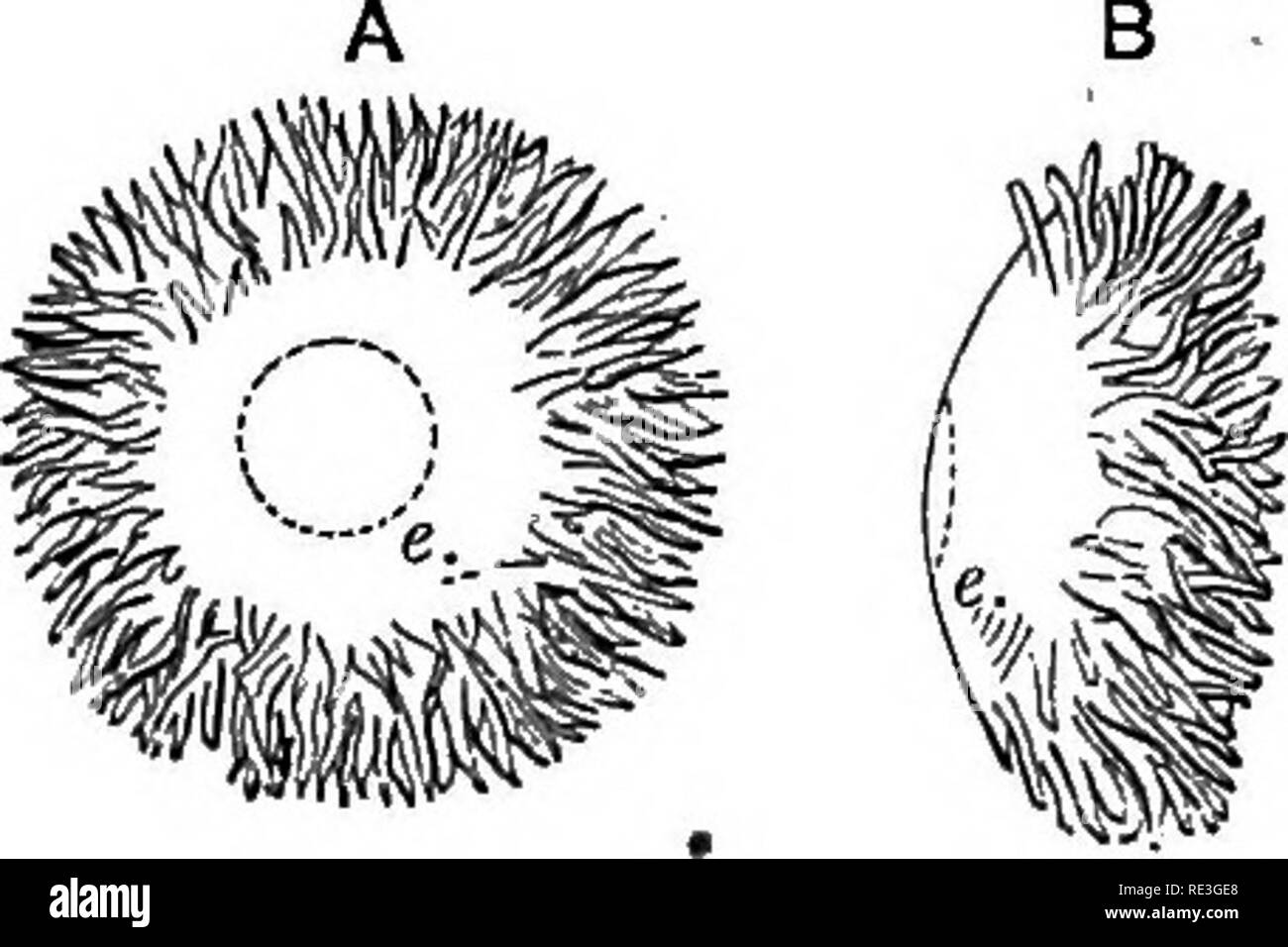 . Un texte-livre de physiologie animale, avec des chapitres d'introduction sur la biologie générale et un traitement complet de la reproduction ... La Physiologie, comparatif. Kg. 91.âVascular tcBtus système de l', représentée de façon schématique (Huxley). H, cœur, TA, tronc aortique ; c, l'artère carotide commune ; c', artère carotide externe ; c", l'artère carotide interne ; s, artère subclavière ; v, de l'artère vertébrale ; 1, 2, 3, 4, 5, ' arnhps aortique. Un rlnren» nrtrf,.1.Â". Â Une nmnhn.ln-mASÂ"ntÂ"rin artrf^rv : fj.ii. vitfilfine ' conduit. n'. vitellin- artères ; arcades ; A', l'aorte dorsale ; o, artère mésentérique-vitellin : dv. Banque D'Images