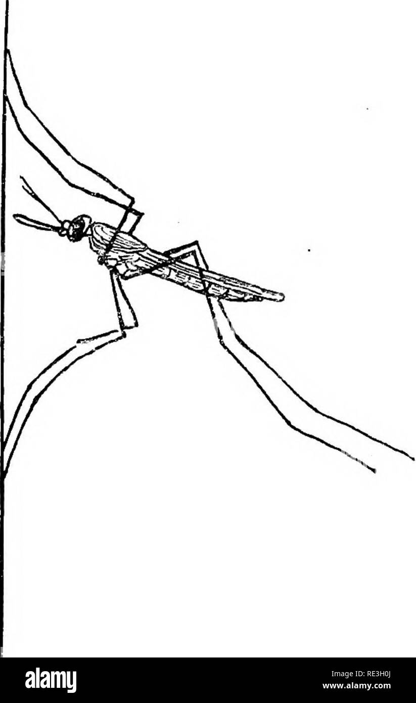 . La bactériologie et la santé publique. Bactériologie ; santé publique. Fig. 33.-Diagramme de Culex et Anopheles sur mur (Boss). aile est tacheté" avec "des taches sombres sur sa marge antérieure. L'larvse n'ont pas de tubes de respiration, et de se coucher à l'horizontale (pas verticalement comme dans les Culex) dans l'eau des flaques, ressemblant à des morceaux de brown stick ou épines flottant à la surface. Quand au repos sur un mur, l'axe de son corps est presque à angle droit avec le mur, de sorte que le chef de l'anophèle est dirigée vers le mur, tandis que les projets hors du corps dans la pièce. Les Culex a été brièvement désigné un &q Banque D'Images . La bactériologie et la santé publique. Bactériologie ; santé publique. Fig. 33.-Diagramme de Culex et Anopheles sur mur (Boss). aile est tacheté" avec "des taches sombres sur sa marge antérieure. L'larvse n'ont pas de tubes de respiration, et de se coucher à l'horizontale (pas verticalement comme dans les Culex) dans l'eau des flaques, ressemblant à des morceaux de brown stick ou épines flottant à la surface. Quand au repos sur un mur, l'axe de son corps est presque à angle droit avec le mur, de sorte que le chef de l'anophèle est dirigée vers le mur, tandis que les projets hors du corps dans la pièce. Les Culex a été brièvement désigné un &q Banque D'Images
