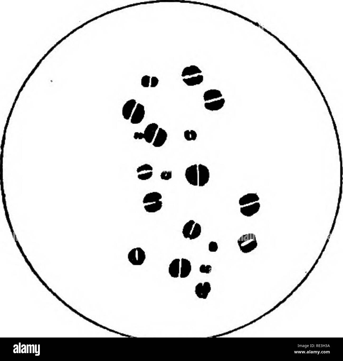 Diplococcus Banque d'images noir et blanc - Alamy
