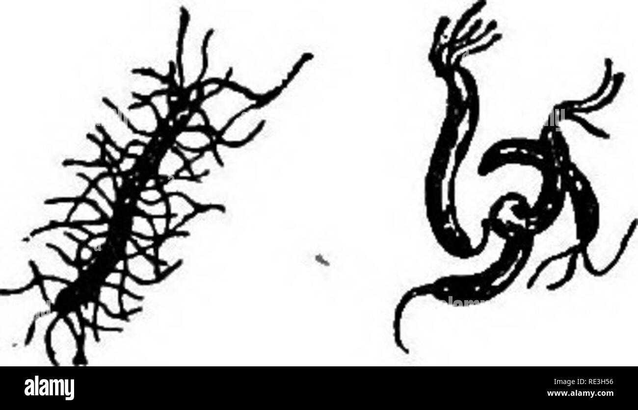 . Les micro-organismes pathogènes. Un texte-livre de microbiologie pour les médecins et les étudiants en médecine. (D'après Williams' bactériologie). Bactériologie ; les bactéries pathogènes. Cochon. 70.âBacteria montrant flagelles. deux cellules dans une chaîne peut rester relativement incolore et ainsi être différenciée de le protoplasme de chaque côté. Parfois, les substances colorables est inégalement répartie dans la cellule, peut-être regroupées à l'extrémité d'une tige, ou en granulés ou bandes. Dans des conditions spéciales certaines bactéries montrent des granules interne composition particulière, identifiable en tant que granules pigmentaires ou par leur microchemica Banque D'Images