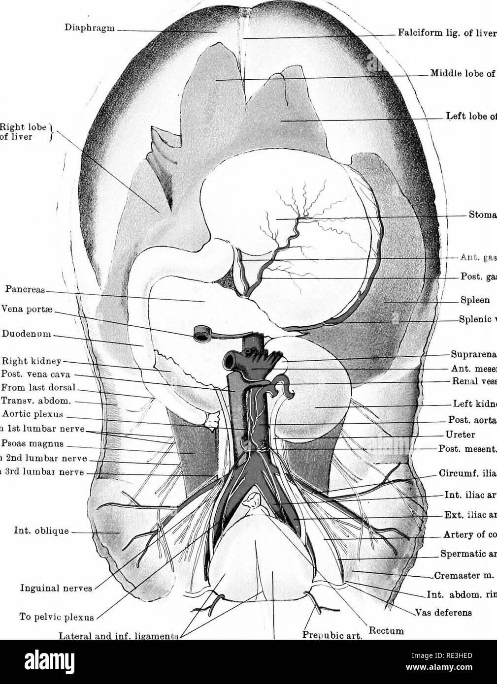 . L'anatomie du cheval, une dissection guide. Les chevaux. XLIV PLAQUE X -cartilage Ensiform lig suspenseur diaphragme. de lobe central du foie foie de ^ Pancreaa llTer lobe gauche de Vena portse. Ant l'estomac gastrique. art. Post, ar gastrique* rate vaisseaux spléniques duodénum rein droit publiez, vena cava de dorsale. Tranav dernière abdom. - Pltjxus aortique ist oerve Prom lombaire Psoas magnus du 2e nerf lombaire lombaire de la 3ème Int. nerveuses nerfs inguinaux oblique à plexus pelvien corps surrénale Ant. mesent. art, vaisseaux rénaux rein gauche Post, mesent. art, Circumf. art. art. iliaque iliaque Int. Ext. Iliac Art Art Banque D'Images