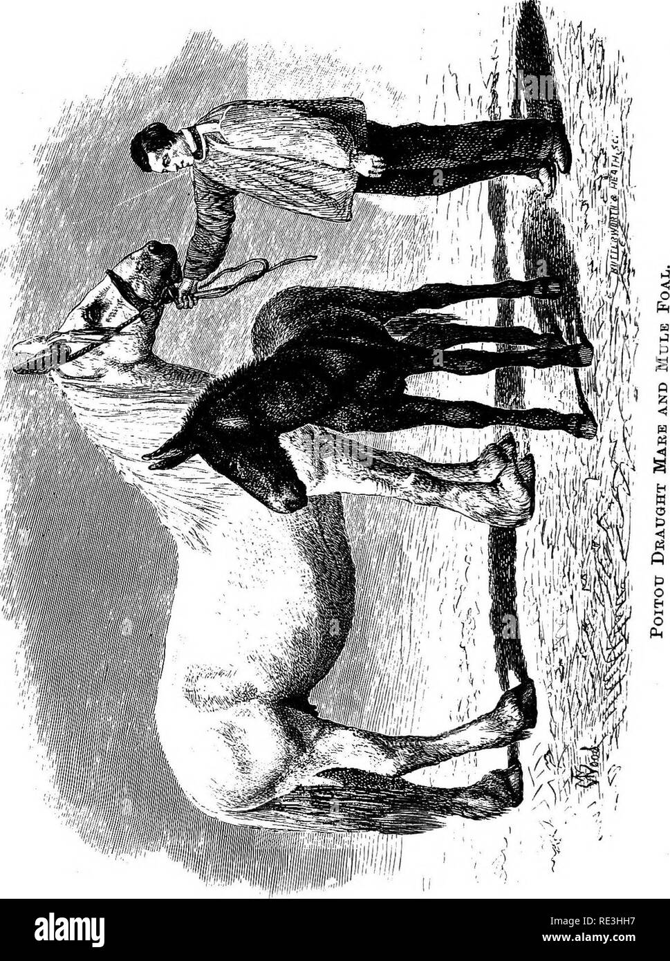 . Chevaux, ânes, zèbres, mules, mulets et la reproduction. Mules ; chevaux. . Veuillez noter que ces images sont extraites de la page numérisée des images qui peuvent avoir été retouchées numériquement pour plus de lisibilité - coloration et l'aspect de ces illustrations ne peut pas parfaitement ressembler à l'œuvre originale.. Tegetmeier (William B. W., Bernhard), 1816-1912 ; Sutherland, C. L., H. Cox Londres Banque D'Images