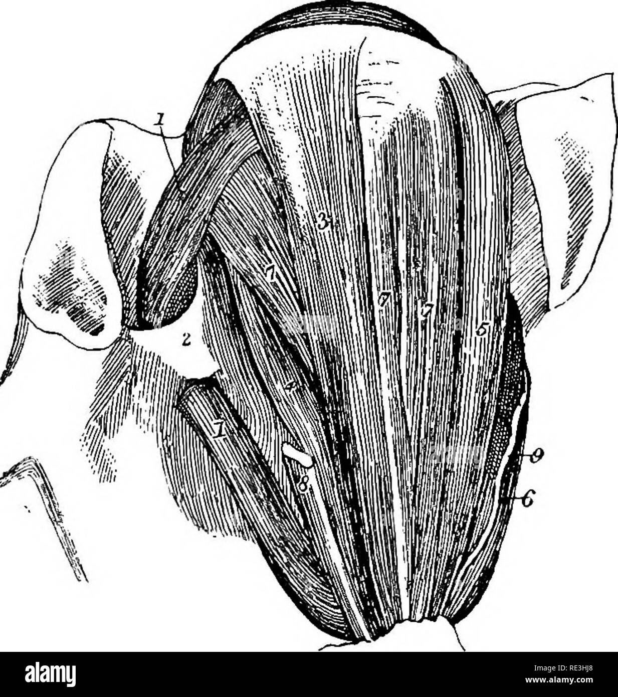 . L'anatomie du cheval, une dissection guide. Les chevaux. La dissection DE LA TÊTE ET DU COU. 215 presse-étoupe. Dans la structure il est des type racémeuses, ressemblant aux glandes salivaires, mais être looser dans la texture. Sa sécrétion est évacuée à l'aide d'un certain nombre de conduits qui s'ouvrent sur la surface oculaire de la paupière supérieure, à proximité de l'canthus temporal. La glande est à déposer. Le levator Superioris PALPEBRiE est décrite à la page 179. Le Mbmbrana nictitante et sa connexion avec le tissu adipeux de la cavité sont décrits à la page 177. Les muscles de l'SyebalL-Ces sont au nombre de sept, à savoir, quatre recti, sur Banque D'Images
