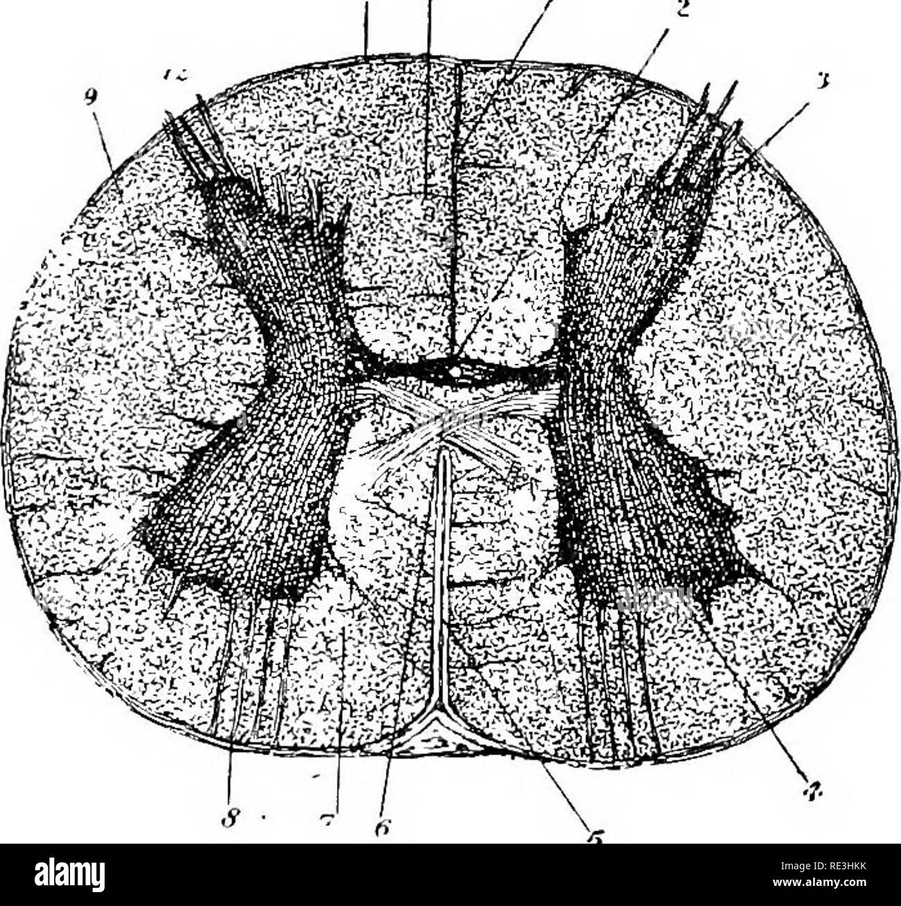 . L'anatomie du cheval, une dissection guide. Les chevaux. 144 L'ANATOMIE DU CHEVAL. la bifurcation de l'artère cérébro-spinale. Le milieu de l'artère vertébrale passe en arrière sous la fissure médiane inférieure de la corde. Ses branches sont distribués à la moelle épinière et ses membranes. Comme il passe en arrière en libérant ses branches il est renforcé par d'autres artères qui pénètrent à l'foramina intervertébraux. Ainsi, à chaque foramen intervertébral dans le cou une branche de l'artère vertébrale pénètre dans le canal rachidien. Dans l'arrière de l'entrée des branches similaires dorso-spinal de la division de l'espace intercostal ar Banque D'Images