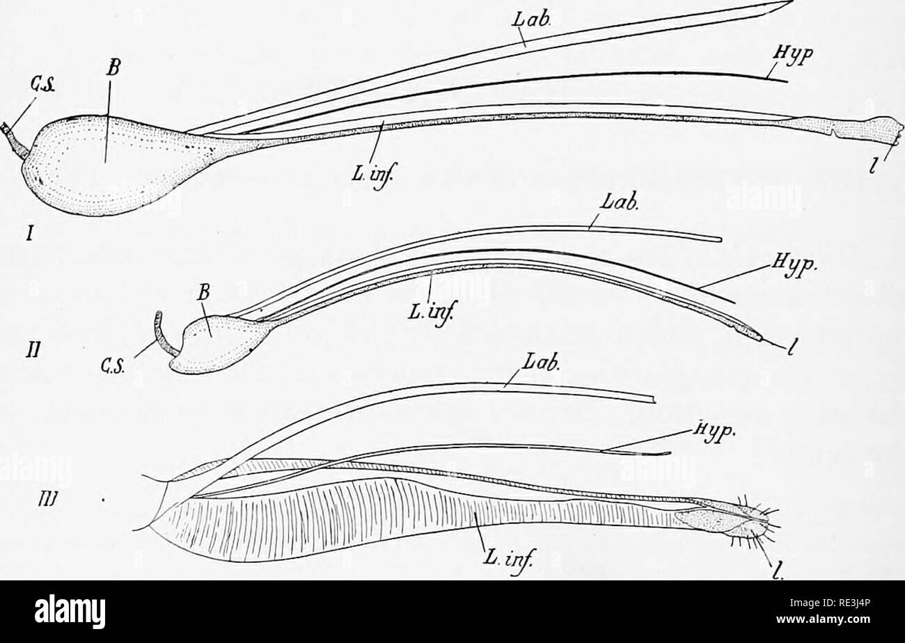 . En ce qui concerne les mouches aux maladies : sucent les mouches. Mouches mouches ; en tant que porteurs de la maladie ; Diptera. 244 GLOSSINA [CH. deuxième et troisième segments un curieux sentiment-organe, composé d'un certain nombre de sacs bordée d'epithehum sensorielle et l'ouverture sur l'extérieur par un pore et bien marqué sur la surface interne du troisième segment. À partir de la structure de cet organe qu'il est censé être dans la fonction auditive. L'Arista de l'antenne est trois joints, les deux premières articulations étant très petite, la terminal un vaste et compressé, et de plumes sur sa face supérieure avec environ 22 ou 23 branches fines soies. Les yeux un Banque D'Images