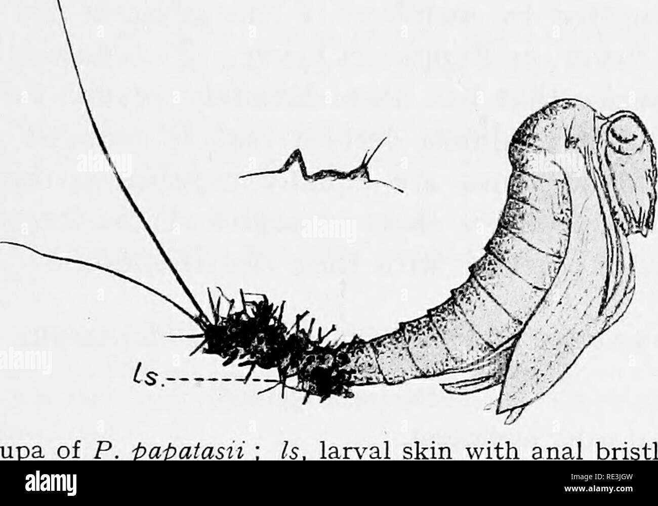 . En ce qui concerne les mouches aux maladies : sucent les mouches. Mouches mouches ; en tant que porteurs de la maladie ; Diptera. Sites de reproduction 41 il évolue lentement et continuellement picore à la pierre sur laquelle il est placé. Les soies caudales sont conservés soulevées et étendus dans une manière en éventail, ce qui présente un aspect quelque peu le CCRVSI- teristic. La larve se nourrit de la décomposition semi-vege- table question et après avoir subi un certain nombre de mues se transforme en pupe. La chrysalide (Fig. 24), qui se trouve sur la terre humide et sous la surface des pierres, est remarquable pour le grand de crêtes et de nous occuper de son thorax. T Banque D'Images