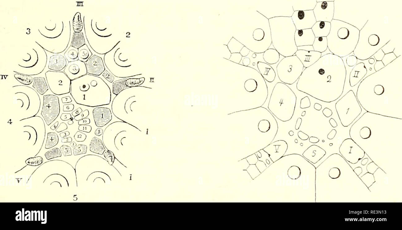 . Echinoidea du Swedish Expédition polaire du Sud. Les oursins de mer. Bd. VI : 4) L'ECHINOIDEA. 77 été acquis séparément par le Salenids et Echinids proprement dit, qui mène à la conclusion que l'homologie entre cette plaque et la plaque dorsocentral des crinoïdes est fausse. La suggestion de Loven, que les petites plaques sur le periproct sont "les rudiments de l'osselet central et le rebord costal 5" (sur Pourtalesia p. 74. PI. XIV. Fig. 164), me semble inacceptable, de repos, en fait, sur aucune preuve, que sur l'une hypothèse a priori que la plaque centrale doivent être représentés d'une façon. (Reg Banque D'Images