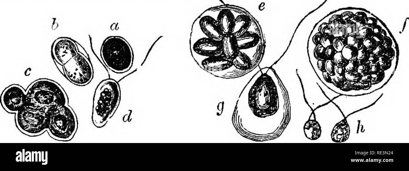 . Introduction à la botanique cryptogamique. Les cryptogames. 18 INTRODUCTION À LA BOTANIQUE CRYPTOGAMIQUE. ber d'organes, toujours multiples de quatre dès qu'il est en mesure de les compter, sauf lorsque dans un état de transition ; ces organes en long, séparé et a son grand étonnement il les voit de différentes tailles pour se déplacer avec une grande rapidité à l'aide de deux longues appendices. La motion à l'étape de la dépendance cesse, et les corps bientôt gonfler et répéter les mêmes phases. (Fig. 8, 9.). Fig. 8. Fig. 9. Fig. 8, a. Protococcus pluvialis, Flotow, immergé dans l'eau après avoir été parfaitement secs, agrandie. b. Idem, avec le fr Banque D'Images