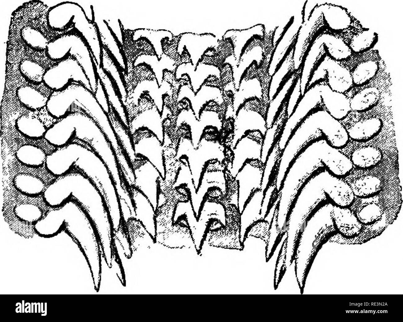 . Texte livre de zoologie. Zoologie. :288 mollusques. Â de délicates, chitinoid les dents des formes diverses, avec leurs points de projection arrière. Les dents, d'une rangée peut être tous semblables, mais Tery foire certains diffèrent des autres ; chaque ligne est définitivement .organisé, et une dent médiane est généralement présente, de chaque côté de laquelle les autres dents sont symétriquement disposés. Les lignes successives sont généralement similaires. L'extrémité antérieure de la radula est continuellement Fig. 235. Fig. 236.. Veuillez noter que ces images sont extraites de la page numérisée des images qui peuvent avoir été retouchées numériquement pour lire Banque D'Images