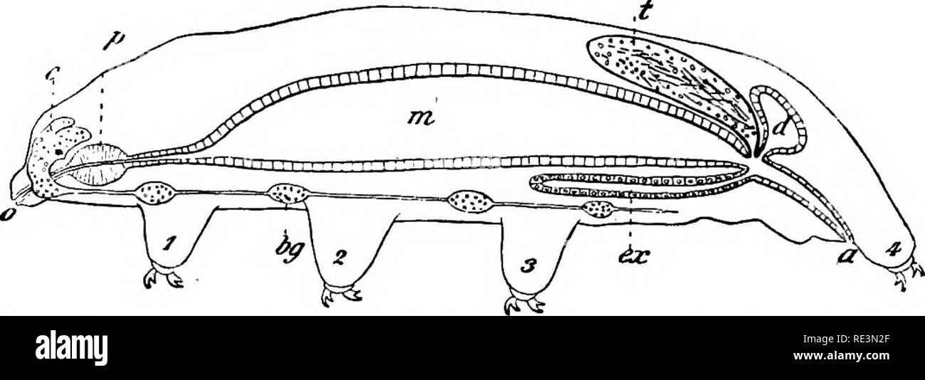 Texte Livre De Zoologie Zoologie Fig 233 Pycnogonum Fig 234 La Figure Schematique D Un Tardigrade Vue Depuis Le Cote Gauche Un Anus Bg Ganglion Ventral E Ganglion Cerebroide D Organes