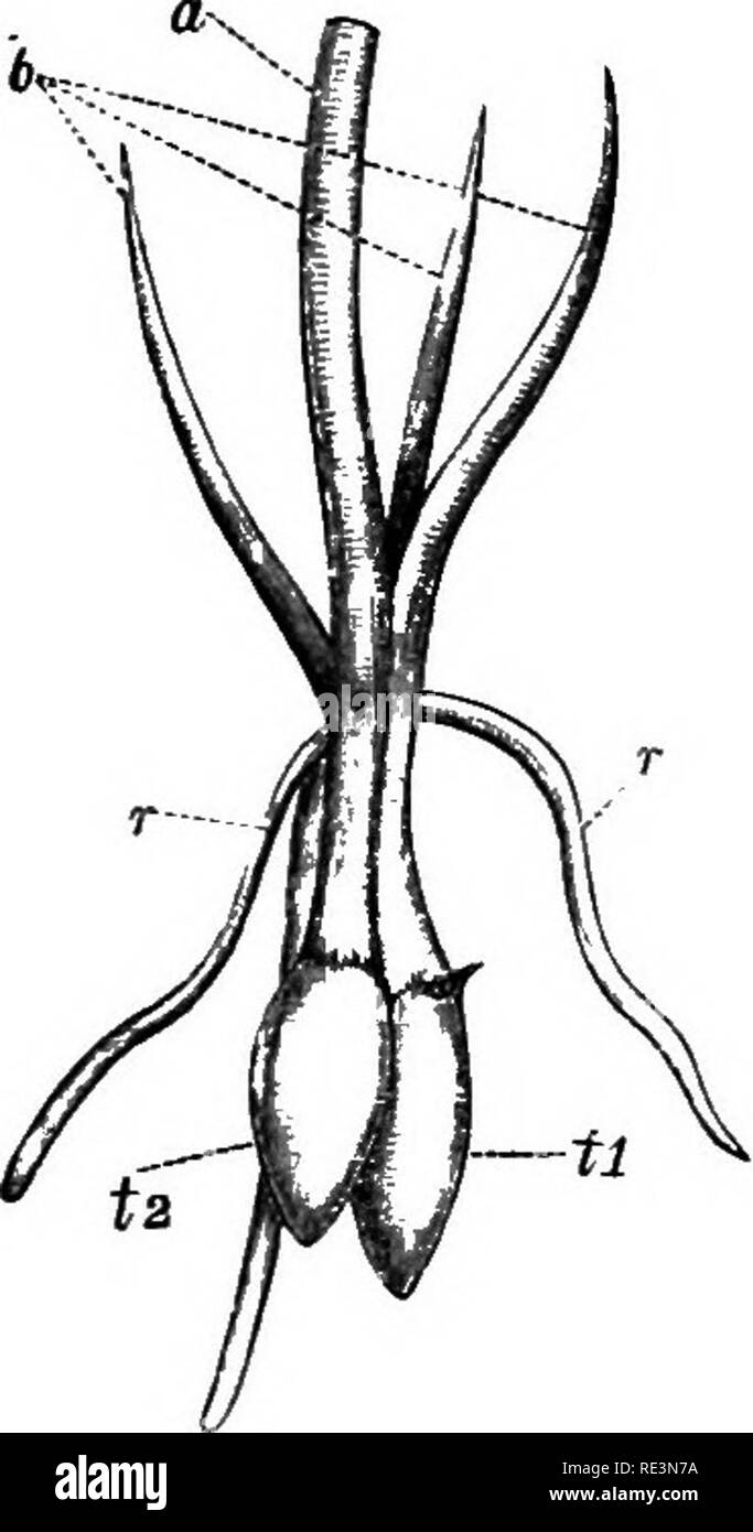 . Un manuel de botanique cryptogamique. Les cryptogames. Les cryptogames vasculaires 56 antherids sont dispersés ou en groupes, et produire des biciliated antherozoids.. Le archegones antherids apparaissent plus tard que les extrémités sur l'épaississement de la même succursale. Ils projettent au-dessus de la surface de l'prothalHum, et ont de trois à cinq cellules de canal. Dans la forma- tion de l'sporophyte il est possible que nous avons une transition entre des cryptogames et Muscineae. L'oosphere divise par une paroi verticale à l'axe de l'archegone en deux cellules, dont le plus proche du cou devient le suspenseur, w Banque D'Images