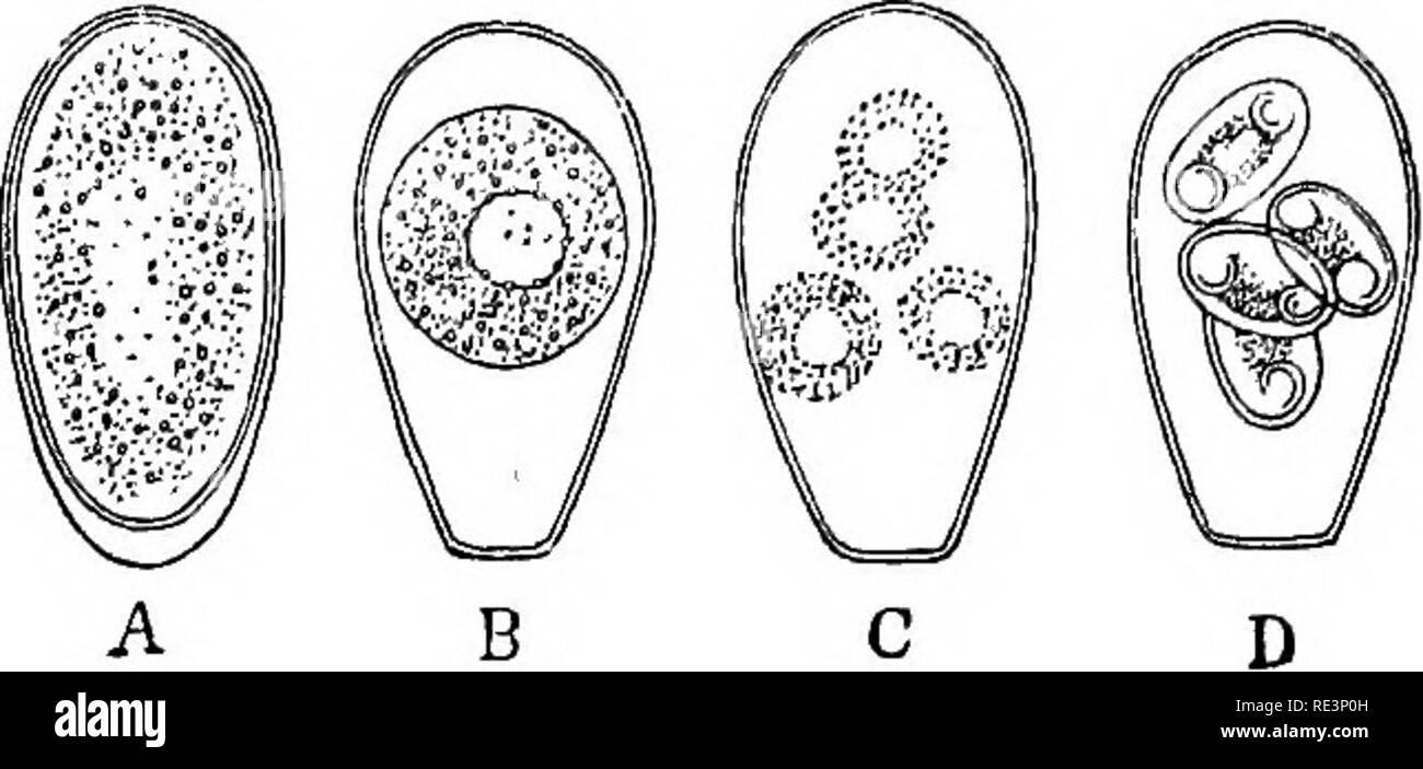 . Texte livre de zoologie. Zoologie. La classe 3. /Qrega rmida. 97. Fig. 56. /CocciMv m oviforme, A-B, C-D enkystés formation d'sporea suspenseur et jeune.- Après Leuckart. L'alimentation, la paroi du kyste se dissout et le jeune semble errer thi'ough les conduits biliaires dans le foie et il se développer en Ooccidia. 3. Intégré dans la trans- verset fibres musculaires de nombreux mammifères, par exemple, très souvent dans le cochon, il se produit des petits corps, le soi-disant Rainey's ou de Miescher (Sarcocystis). Ils sont cylin- di-ioal ou corps fusiforme, variant en longueur (jusqu'à plusieurs m/m.), chacune dans un seul Banque D'Images