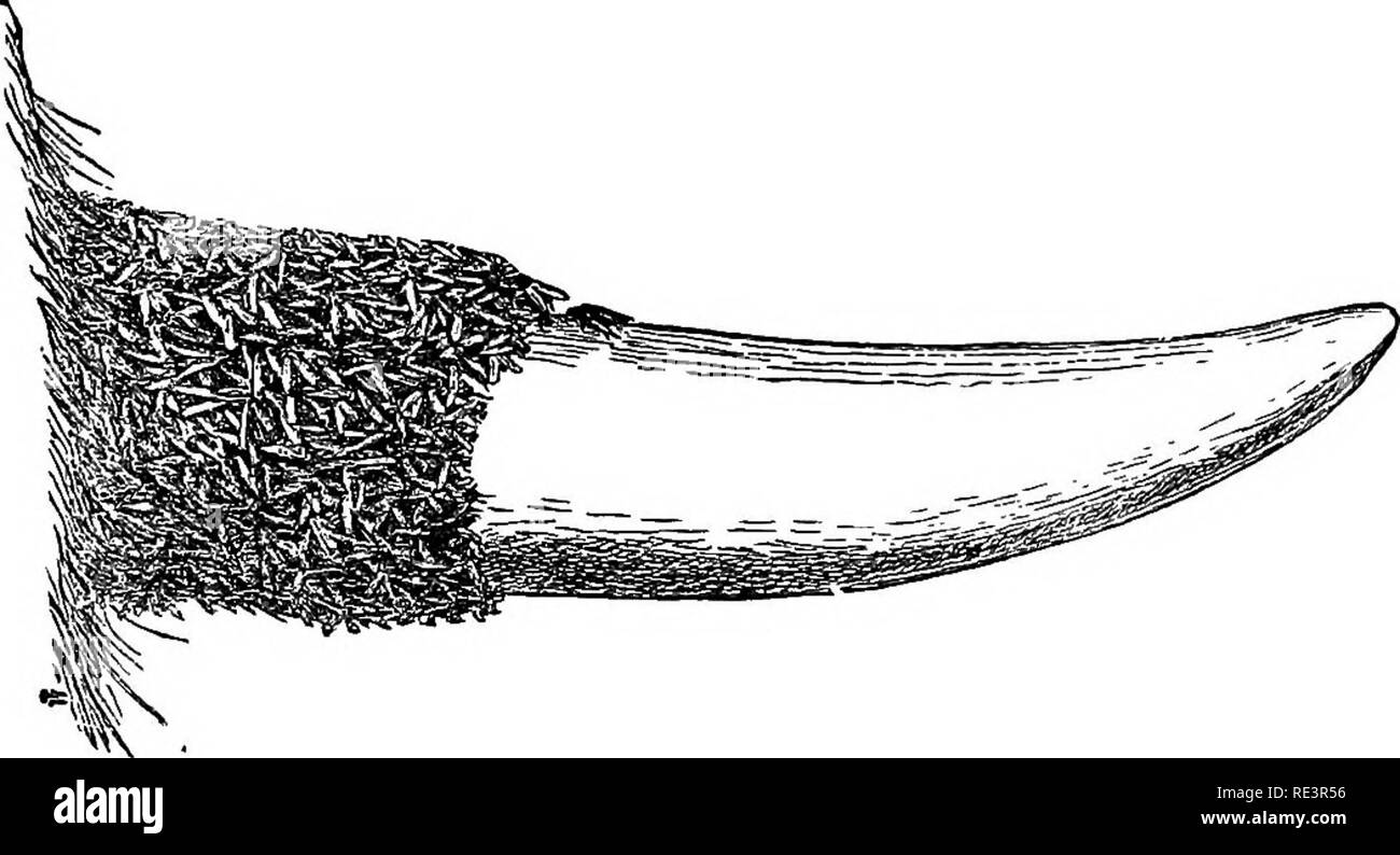 . Rapport spécial sur les maladies des bêtes . Les bovins. Les parasites animaux de bétail. 497 "au repos, leurs ailes sont maintenues près du corps (fig. 3) ; lors de l'alimentation, leurs ailes sont considérées presque à angle droit aptes à voler. Ils perforer la peau et sucer le sang, habituellement attaquant les parties supérieures du corps, en particulier les parties qui sont hors de portée de la tête de l'animal ou de la queue. Contrairement à la plupart des mouches, elles restent sur l'animal plus ou moins constamment à jour et nuit. En raison probablement de l'irritation et la gêne causée par ces mouches, les bovins ne prospèrent souvent qu'ils devraient l'attente Banque D'Images