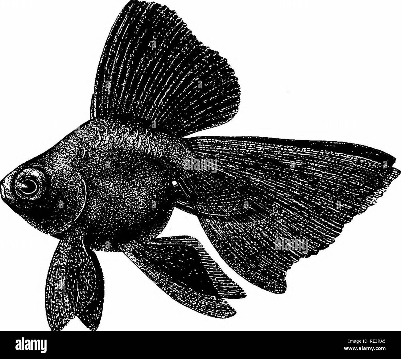 . Les variétés de poissons rouges et les poissons d'aquarium tropicaux ; un guide complet pour aquariums et des sujets connexes. Les aquariums ; poissons rouges. Poisson Rouge 34 VAEIETIES ET LE TÉLESCOPE LE POISSON ROUGE CHINOIS Moor Moor est une race plus frappante du poisson rouge, son intense couleur noir velouté, formant un contraste riche pour les spécimens de couleur plus gaiement dans l'aquarium. L'intense noirceur s'étend à toutes les parties du poisson, sauf le dessous du ventre. Cette ombre sur la couleur bleu-gris ou une légère teinte dorée. Dans ce dernier cas, le poisson est susceptible de se tourner. Fig. 19. Jeune Chinois Moor (Vciltail) d'or. Thi Banque D'Images