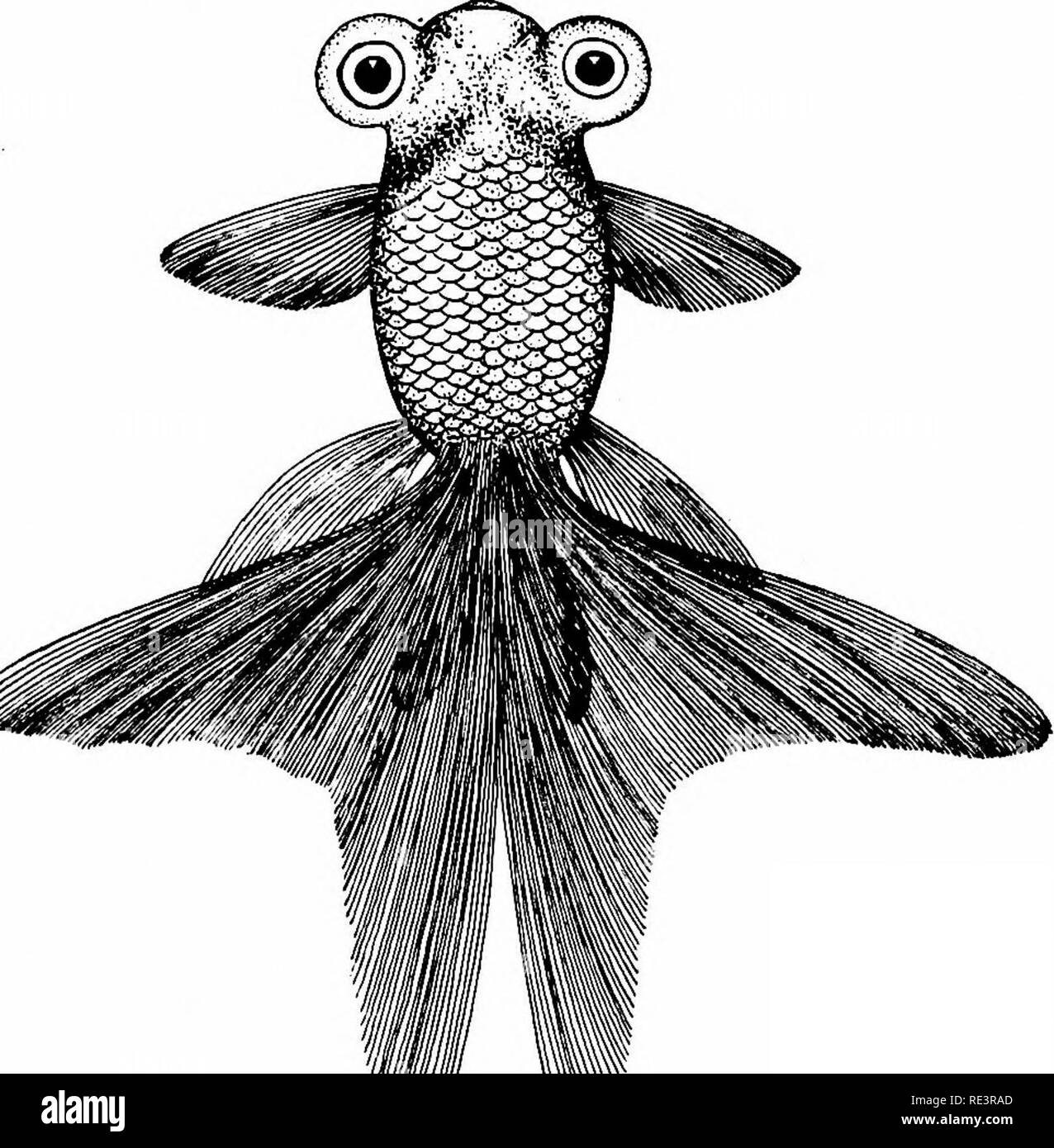 . Les variétés de poissons rouges et les poissons d'aquarium tropicaux ; un guide complet pour aquariums et des sujets connexes. Les aquariums ; poissons rouges. TEOPICAL LES POISSONS D'AQUARIUM 33. Fig. 18. Les Chinois Le télescope céleste céleste est le plus difficile de l'or importé- poissons à l'arrière ou à maintenir vivant dans l'aquarium. Le POISSON ROUGE JAPONAIS BARNACLED Barnacled goldfishes sont si rares que la majorité des principales fan- ciers n'ont jamais vus. Ils ont d'abord été importée du Japon en 1897, bientôt disparaître du vievi^. Bien qu'aucun nouveau stock est connu pour avoir été importé, la caractéristique a récemment mad Banque D'Images