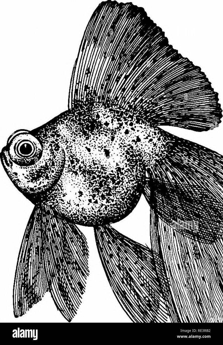 . Les variétés de poissons rouges et les poissons d'aquarium tropicaux ; un guide complet pour aquariums et des sujets connexes. Les aquariums ; poissons rouges. 32 VAKIETIES ET POISSONS ROUGES. Fig. 17. Pesfect Veiltail Calico Telescope conserve encore les autres caractéristiques de la race, il est considéré comme un bon poisson. Un télescope calico parfait veiltail est le summum de la perfection que la plupart des éleveurs américains ont à l'esprit que leur but le plus élevé. Le télescope CÉLESTE CHINOIS GOLDFISH longtemps une croyance erronée, les yeux curieux de la voûte céleste les poissons rouges sont produites en plaçant les jeunes dans des bocaux qui ont été allumés sur Banque D'Images