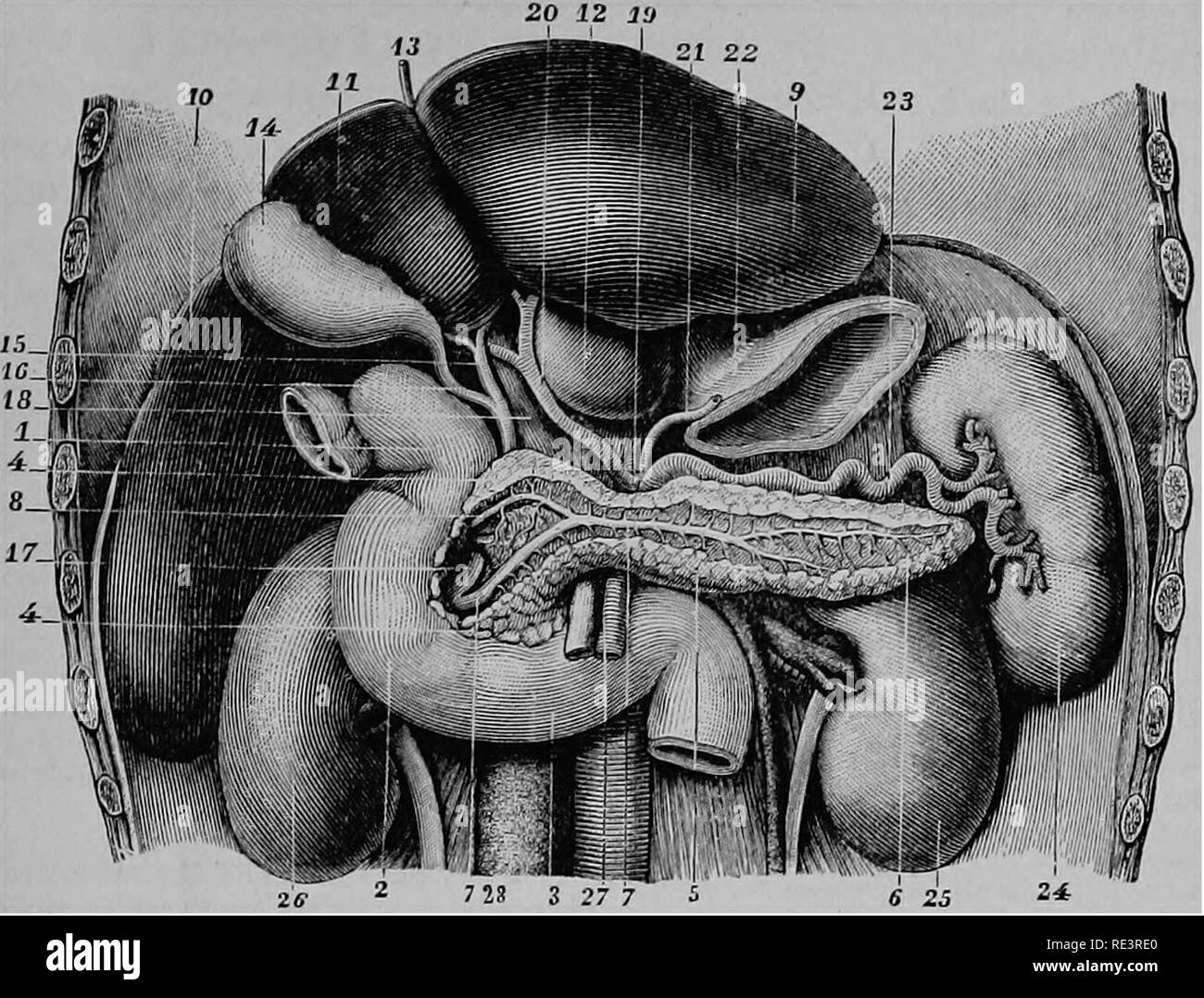 . Un texte-livre de physiologie animale, avec des chapitres d'introduction sur la biologie générale et un traitement complet de la reproduction ... La Physiologie, comparatif. vji.iAJL,ui±UM uj ! MEDIGAL fonctionne. 17 SpKCUdEN IlLUSTBATION de.. Le culot-BLADDEB ADJAOEMT STSUCTimES ET. (FBOM FLIHT, après 8APPET.) ; 4,4,5 1,2,8, daodennm 6,7,7,8, pancréas, et canaux pancréatiques ; 9,10,11,13, ]8, 14 ; du foie, vésicule biliaire ; 15, 16 ; daot hépatique, fibrose duo ; 17, 18 ; canal commun, la veine porte ; 19, de la direction générale de l'coeUac axe ; 20, 21 ; l'artère hépatique, artère coronaire de l'estomac ; 22, poi-tion cardiaque de l'estomac ; 28, l'artère splénique Banque D'Images