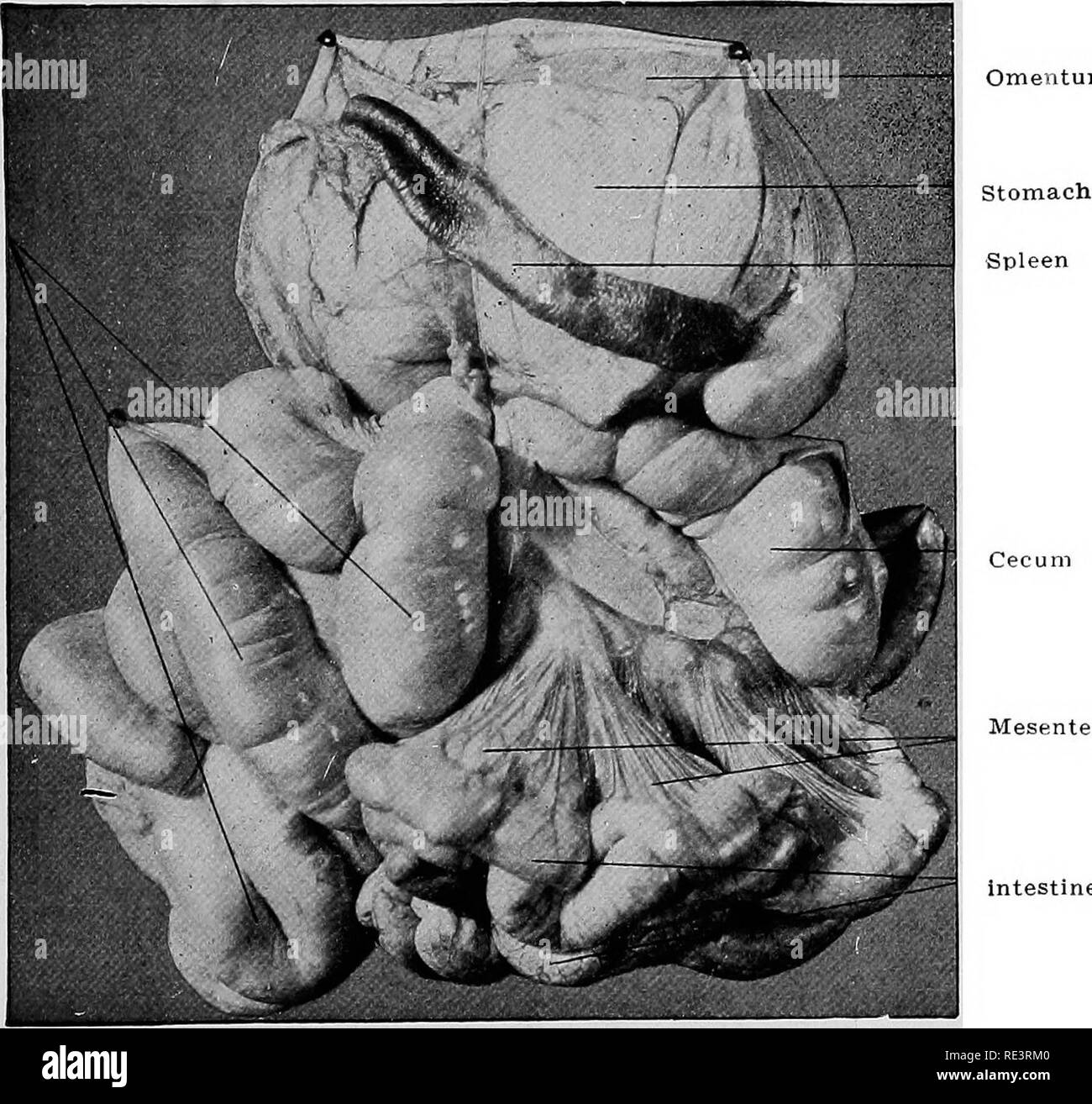 . Pratique porcine . Les porcs. Système digestif intestin 71 La capacité de l'intestin est relativement moins de l'intestin des animaux. herbiverous Petit intestin.-l'intestin grêle est d'environ 60 pieds de long en porcs adultes. Le mésentère du petit intestin varie de 2 pouces de longueur dans la première partie (duodénum) à 7 ou 8 pouces de long dans la dernière partie (iléon). Le cholédoque ouvre environ 2 pouces de l'ouverture du pylore et le duo pancréatique sur 5 pouces au-delà. Masses de la bande de tissu lymphoïde de la rédaction de Peyer et solitaire, les follicules sont habituellement un éminent Banque D'Images