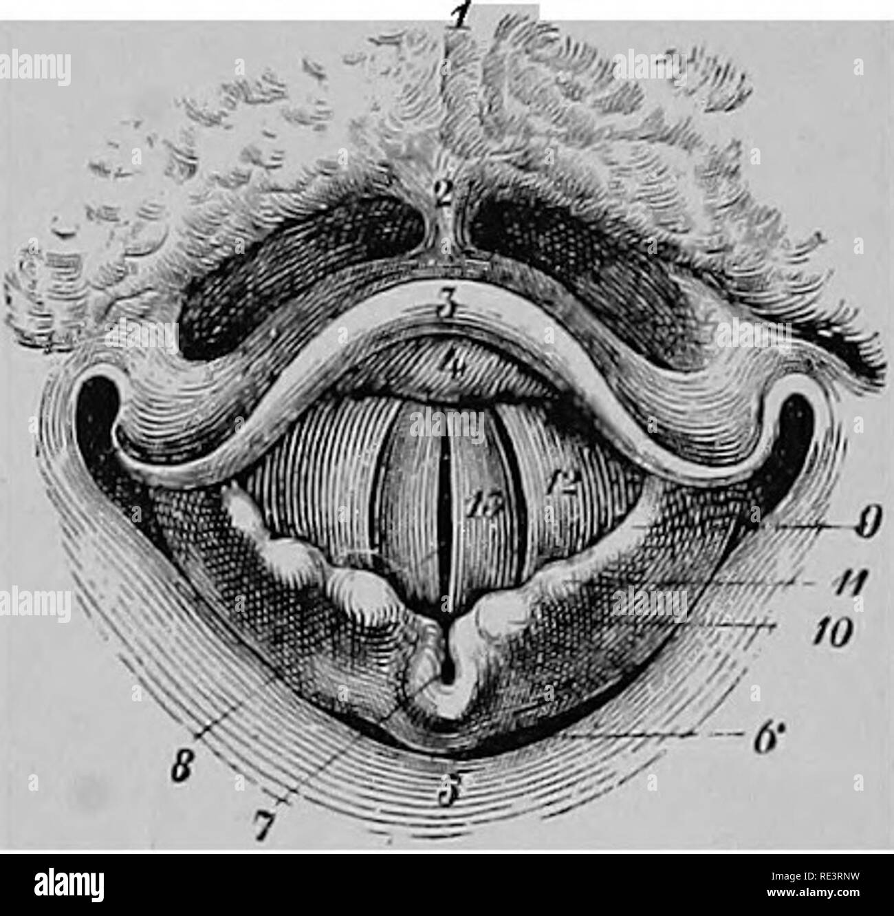 . Un texte-livre de physiologie animale, avec des chapitres d'introduction sur la biologie générale et un traitement complet de la reproduction ... La Physiologie, comparatif. Animaij 646 physiologie. bandes ne sont pas les seuls à être pris en compte. Mais il ne peut pas être question d'une très grande différence dans le comportement de l'outil. Veuillez noter que ces images sont extraites de la page numérisée des images qui peuvent avoir été retouchées numériquement pour plus de lisibilité - coloration et l'aspect de ces illustrations ne peut pas parfaitement ressembler à l'œuvre originale.. Mills, Wesley, 1847-1915. New York, D. Appleton Banque D'Images