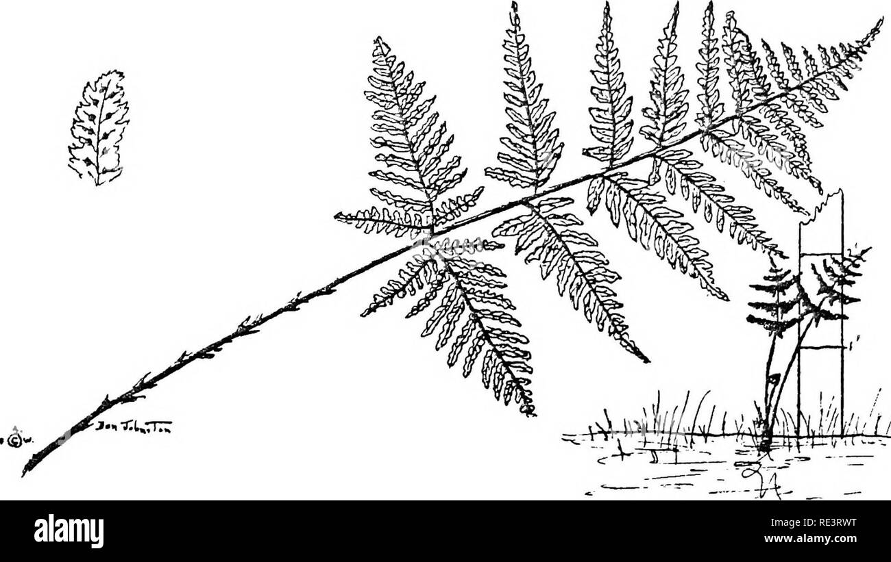 . Fougères du camp tipi région. Fougères. 14, la diffusion de Bouclier-de-Vénus (Dryopteris dilatata). 1 frondes-i- à 2 pieds de long. 4 à 16 pouces de large. Dans la couronne. Deux fois-pennées. Les stipes couverts par dark brown balance, qui ont souvent des centres plus sombre. Lame très large dans le centre. La prochaine pinnules au rachis sur pennes inférieures beaucoup la plus longue. Pinnules à angle droit de rachis. Sori subterminale habituellement aux extrémités des bois humides, dans des veinules. Pas commun. ASERICAN Bouclier-de-Vénus (Dryopteris intermedia). Veuillez noter que ces images sont extraites de la page numérisée des images qui peuvent avoir été retouchées numériquement pour readab Banque D'Images