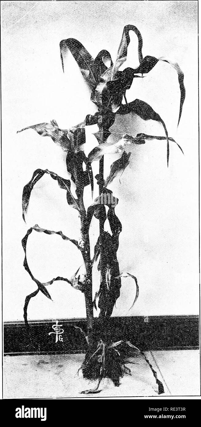 . De plus en plus ; le maïs, de juger, de reproduction, d'alimentation, le marketing ; pour l'agriculteur, étudiant et enseignant de l'agriculture, un manuel pour l'enseignement agricole et des shcools. Le maïs. Stérilité CAUSÉE PAR LA MALADIE 447 le pas à l'écart dans une mesure de laisser les tiges affaiblies suis par conséquent stérile.. PLANT DE MAÏS AFFECTÉS PAR DANS DIVERS ENDROITS.. Veuillez noter que ces images sont extraites de la page numérisée des images qui peuvent avoir été retouchées numériquement pour plus de lisibilité - coloration et l'aspect de ces illustrations ne peut pas parfaitement ressembler à l'œuvre originale.. Bowman, Melville Le Roy, 1881-. Waterloo, Banque D'Images
