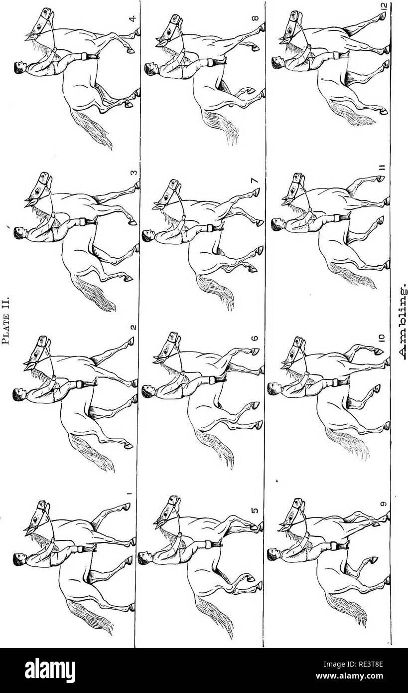 . La physiologie des animaux domestiques ... La physiologie, l'étude comparative ; physiologie vétérinaire. . Veuillez noter que ces images sont extraites de la page numérisée des images qui peuvent avoir été retouchées numériquement pour plus de lisibilité - coloration et l'aspect de ces illustrations ne peut pas parfaitement ressembler à l'œuvre originale.. Smith, Robert Meade, 1854-. Chicago, A. Eger Banque D'Images