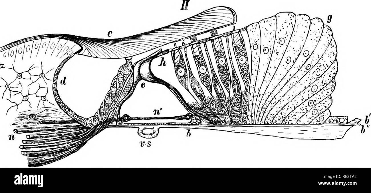 . La physiologie des animaux domestiques ... La physiologie, l'étude comparative ; physiologie vétérinaire. Fig. 408.-I. Section à travers la cochlée déroulée. II. L'article dans le Terminal le Nerve-Apparati».s de la cochlée, après Heusen. (Mitnk.) I. F. r.. Rotonde Fenestra ; 77, le hclicotrema ; Sf., l'étrier. II. z, Huschke's ; ft', membrane basilaire : e, l'arche d'Cnrti ; g, cellules de soutien ; h, les cellules cylindriques ; je, Deiter's hair-cellules ; c, membrane tectoria ; /*, les fibres nerveuses ; nt, non nerveuses à myéline. densité être étiré côte à côte, chacune est capable de produire la même tonalité musicale lorsque Banque D'Images